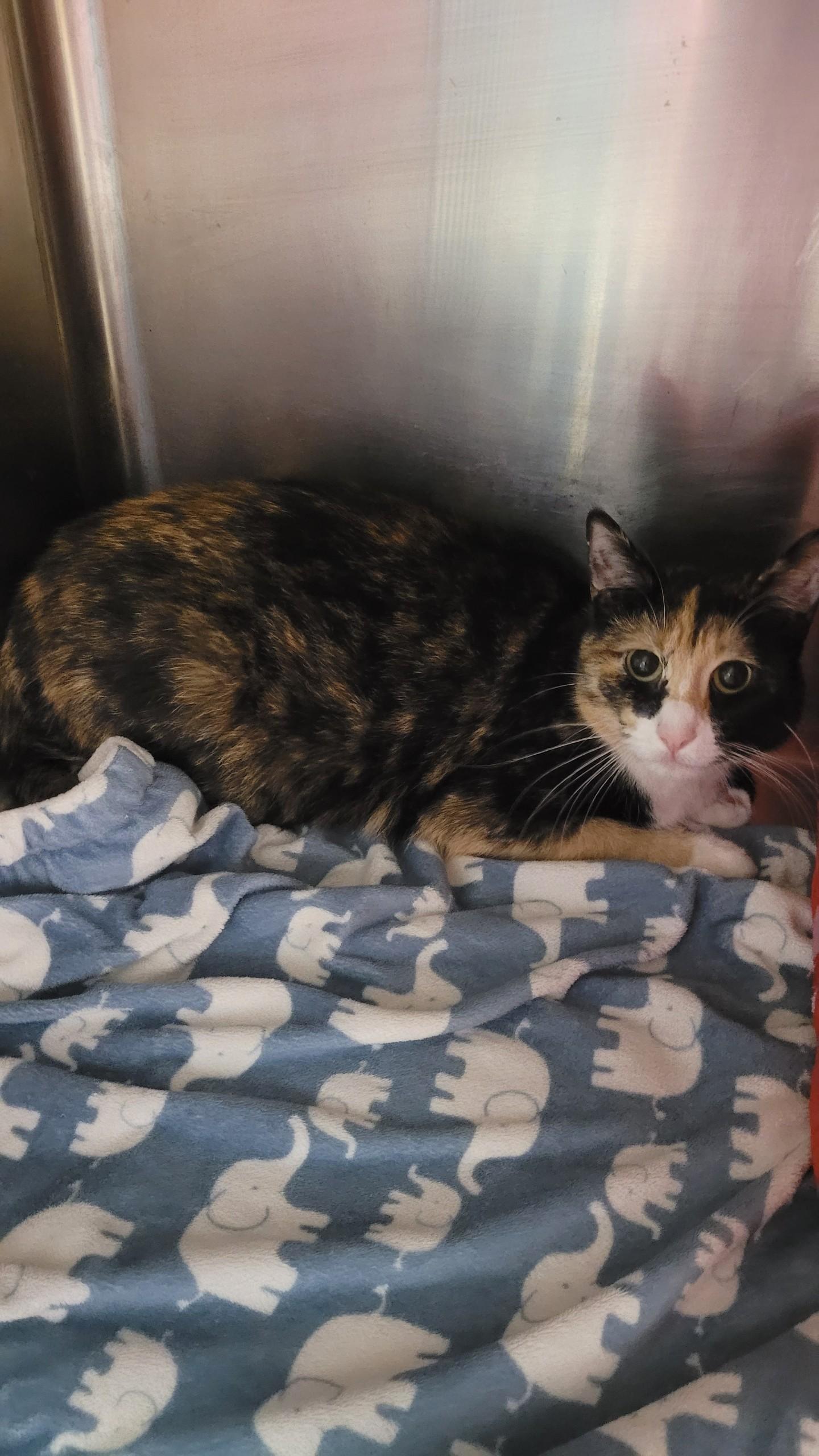 Enlarge 686 - Lotti, a ADOPTABLE Domestic Medium Hair in Sunset Hills, MO image 3/4