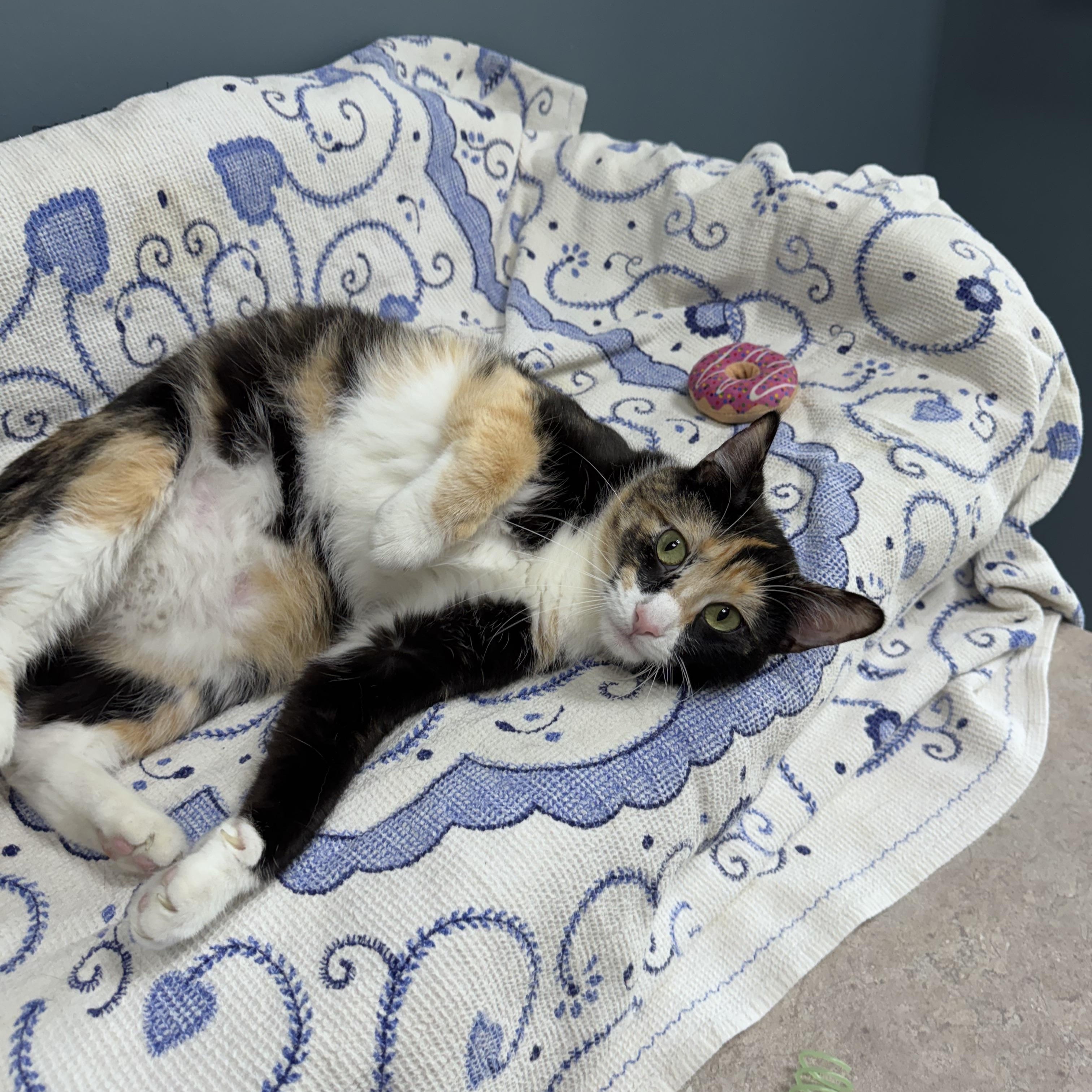 Enlarge 686 - Lotti, a Adoptable Domestic Short Hair in Sunset Hills, MO image 4/5