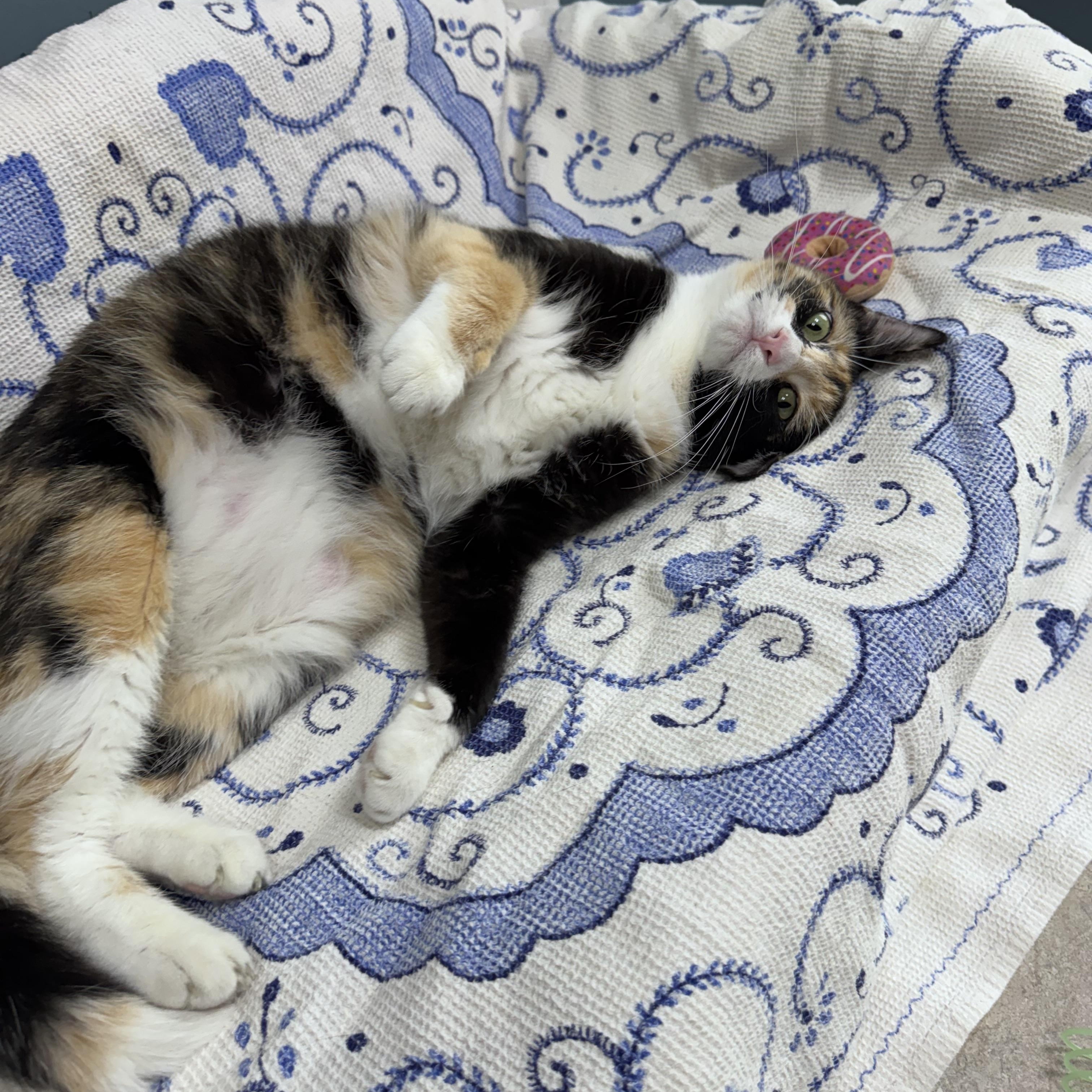 Enlarge 686 - Lotti, a Adoptable Domestic Short Hair in Sunset Hills, MO image 3/5