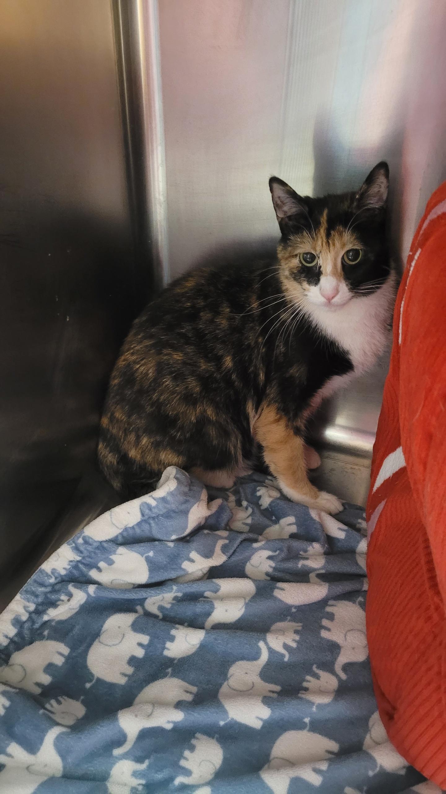 686 - Lotti, ADOPTABLE, Adult Female Domestic Medium Hair.