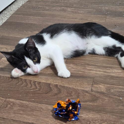 Slider, a Adoptable Domestic Short Hair in Canal Winchester, OH image 1/3