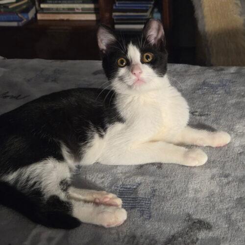Enlarge Slider, a Adoptable Domestic Short Hair in Canal Winchester, OH image 2/3