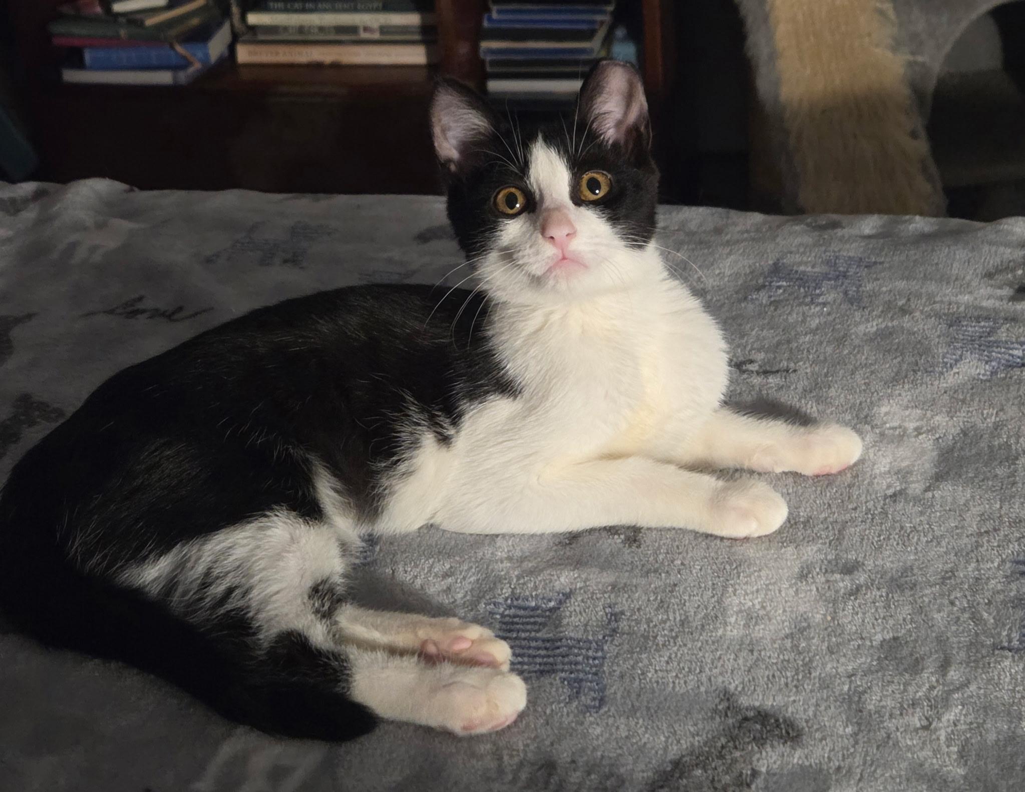 Slider, a Adoptable Domestic Short Hair in Canal Winchester, OH image 2/3