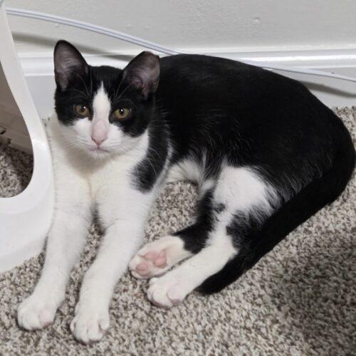 Slider, a Adoptable Domestic Short Hair in Canal Winchester, OH image 3/3