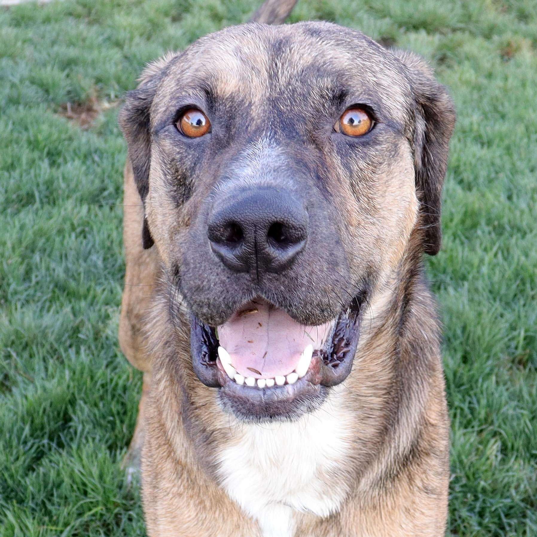 Enlarge Beau, a Adoptable mixed breed in Clovis, CA image 1/2