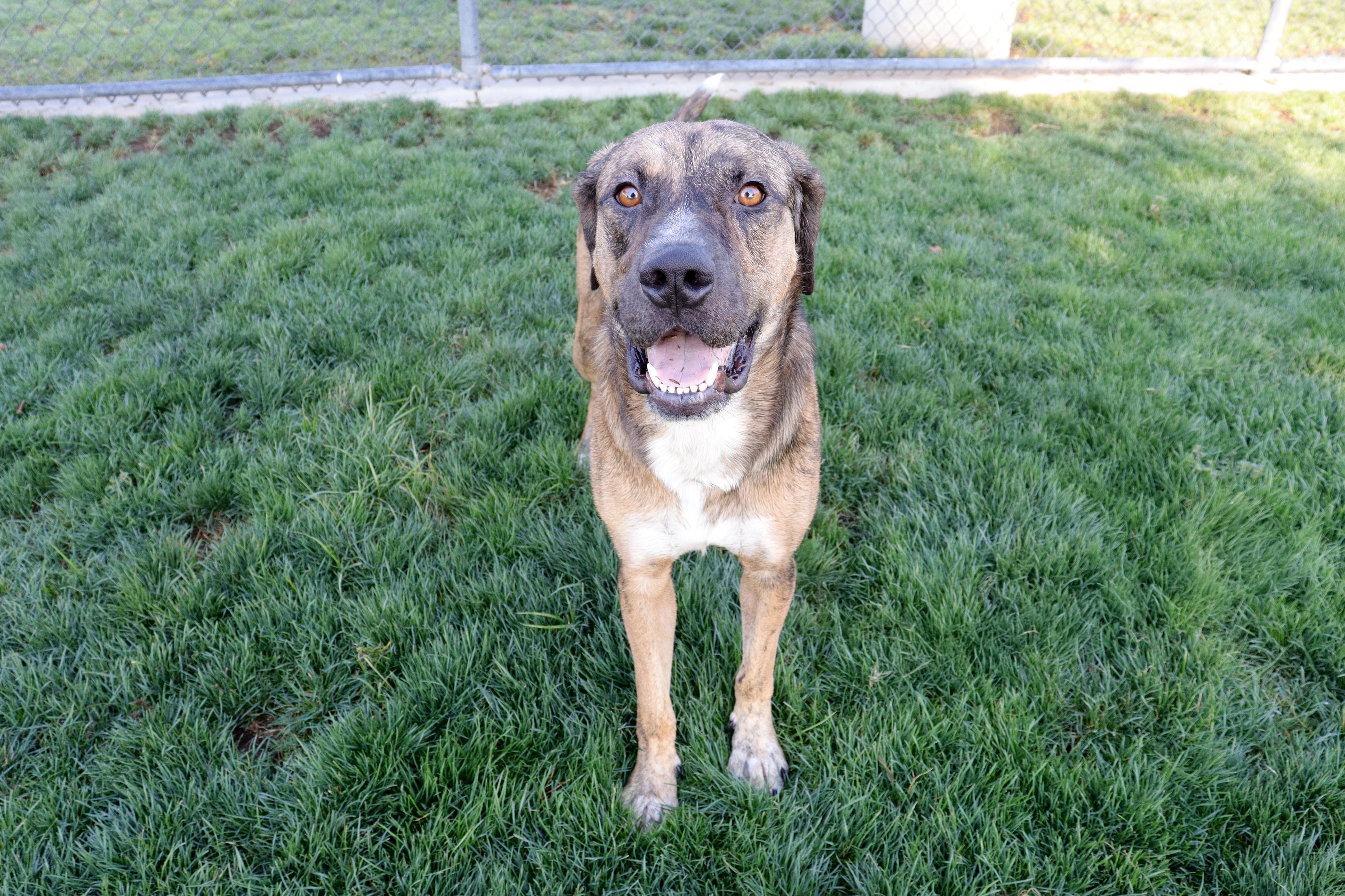 Enlarge Beau, a Adoptable mixed breed in Clovis, CA image 2/2