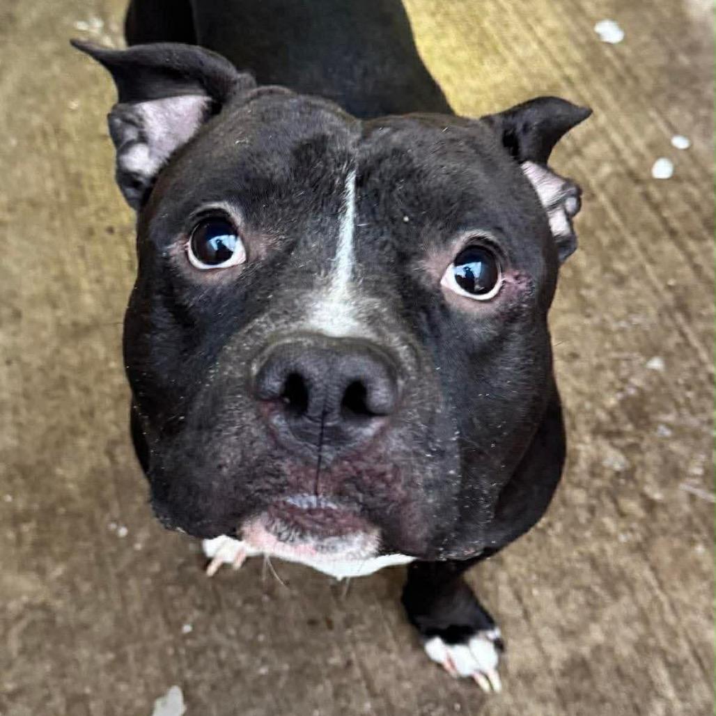 Enlarge Thunder, a Adoptable mixed breed in Northbrook, IL image 2/6
