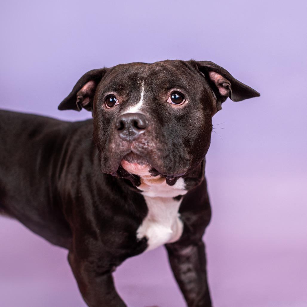 Enlarge Thunder, a Adoptable mixed breed in Northbrook, IL image 3/6