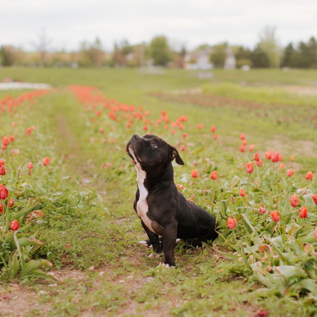 Enlarge Thunder, a Adoptable mixed breed in Northbrook, IL image 4/6