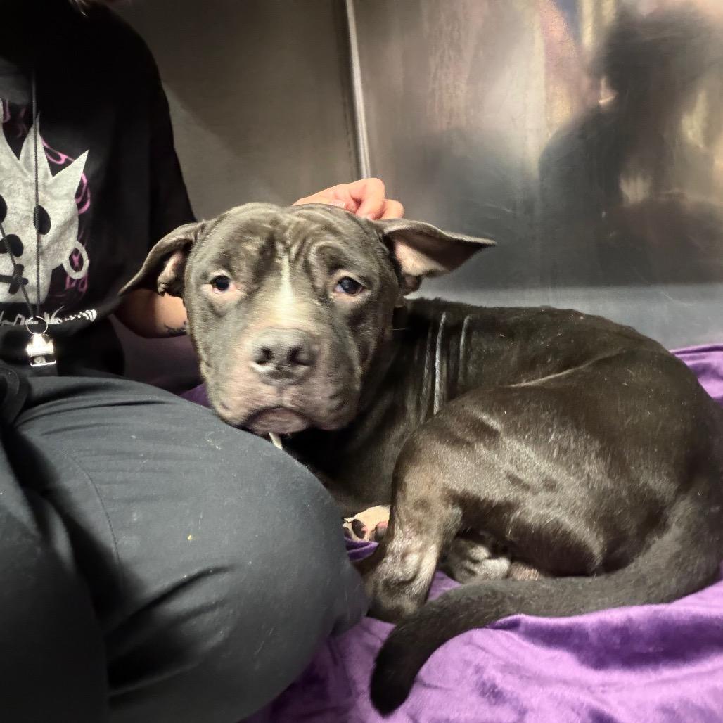 Enlarge Thunder, a Adoptable mixed breed in Northbrook, IL image 5/6