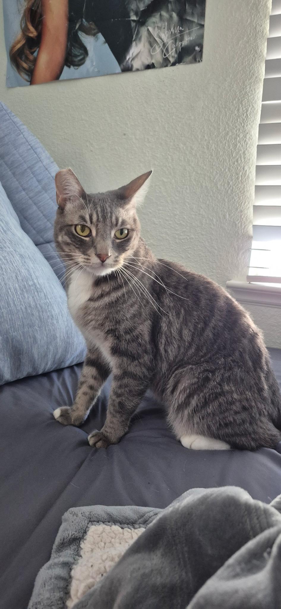 Knox, Adoptable, Adult Male Domestic Short Hair.