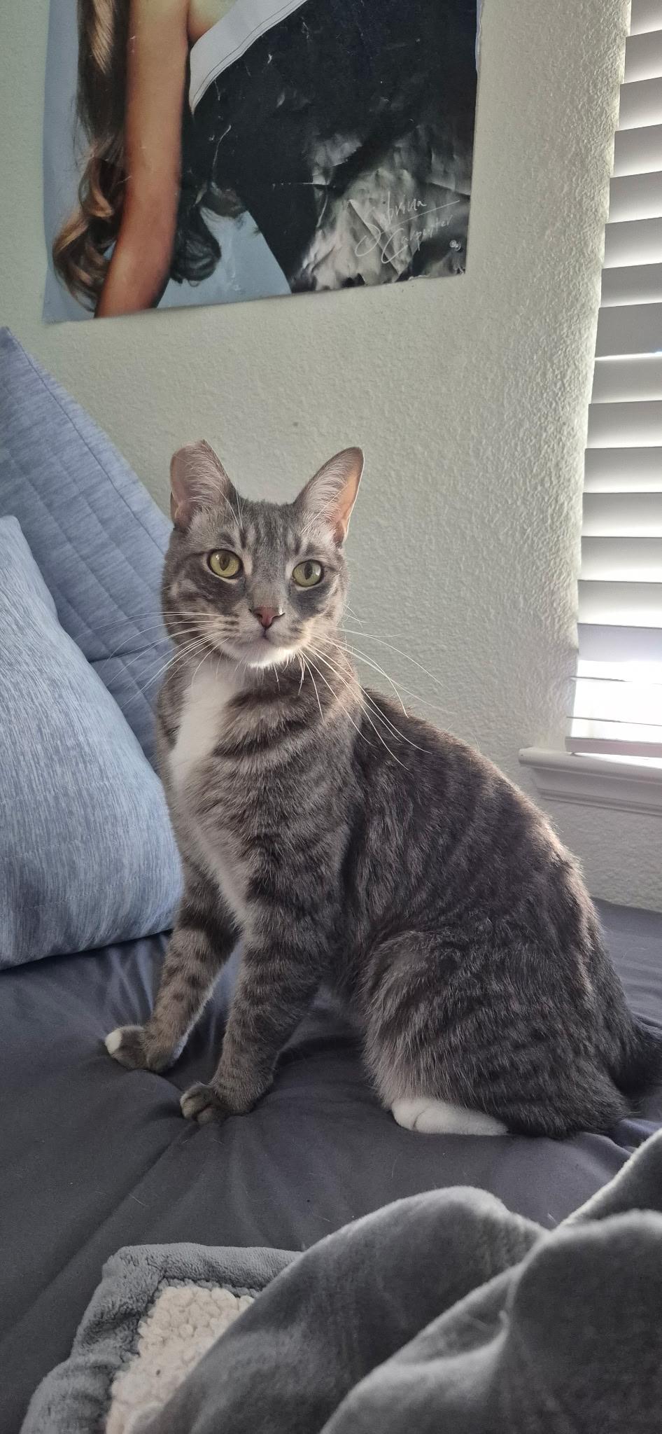 Enlarge Knox, a Adoptable Domestic Short Hair in Rio Linda, CA image 2/4
