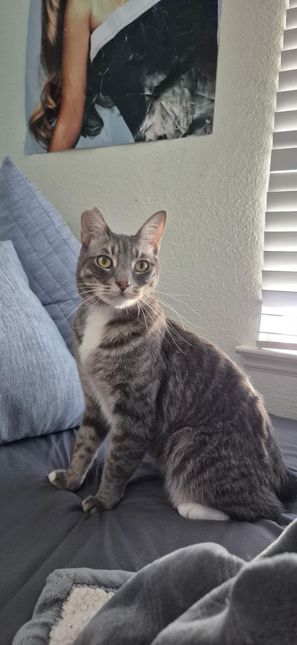 Enlarge Knox, a Adoptable Domestic Short Hair in Rio Linda, CA image 3/4