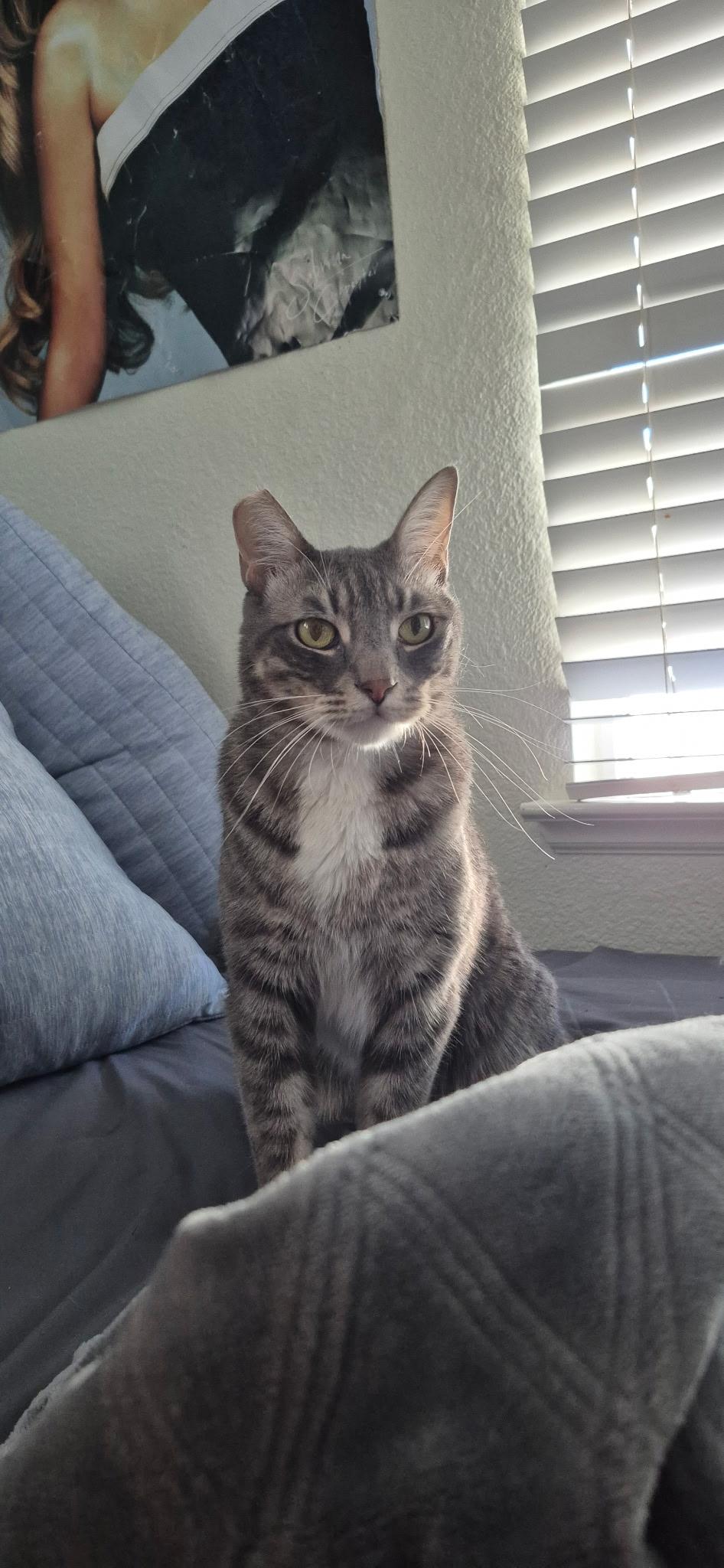 Enlarge Knox, a Adoptable Domestic Short Hair in Rio Linda, CA image 4/4