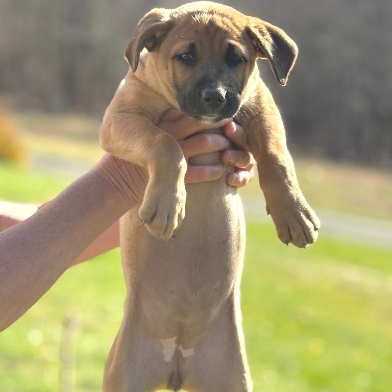 Enlarge Ashley - in Foster, a Adoptable Shepherd in Morrisville, VT image 2/5