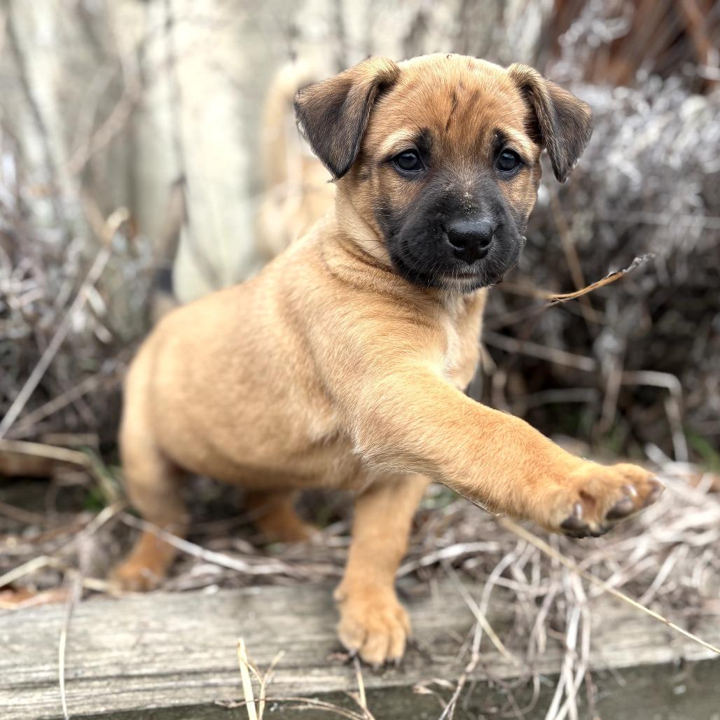 Enlarge Ashley - in Foster, a Adoptable Shepherd in Morrisville, VT image 5/5