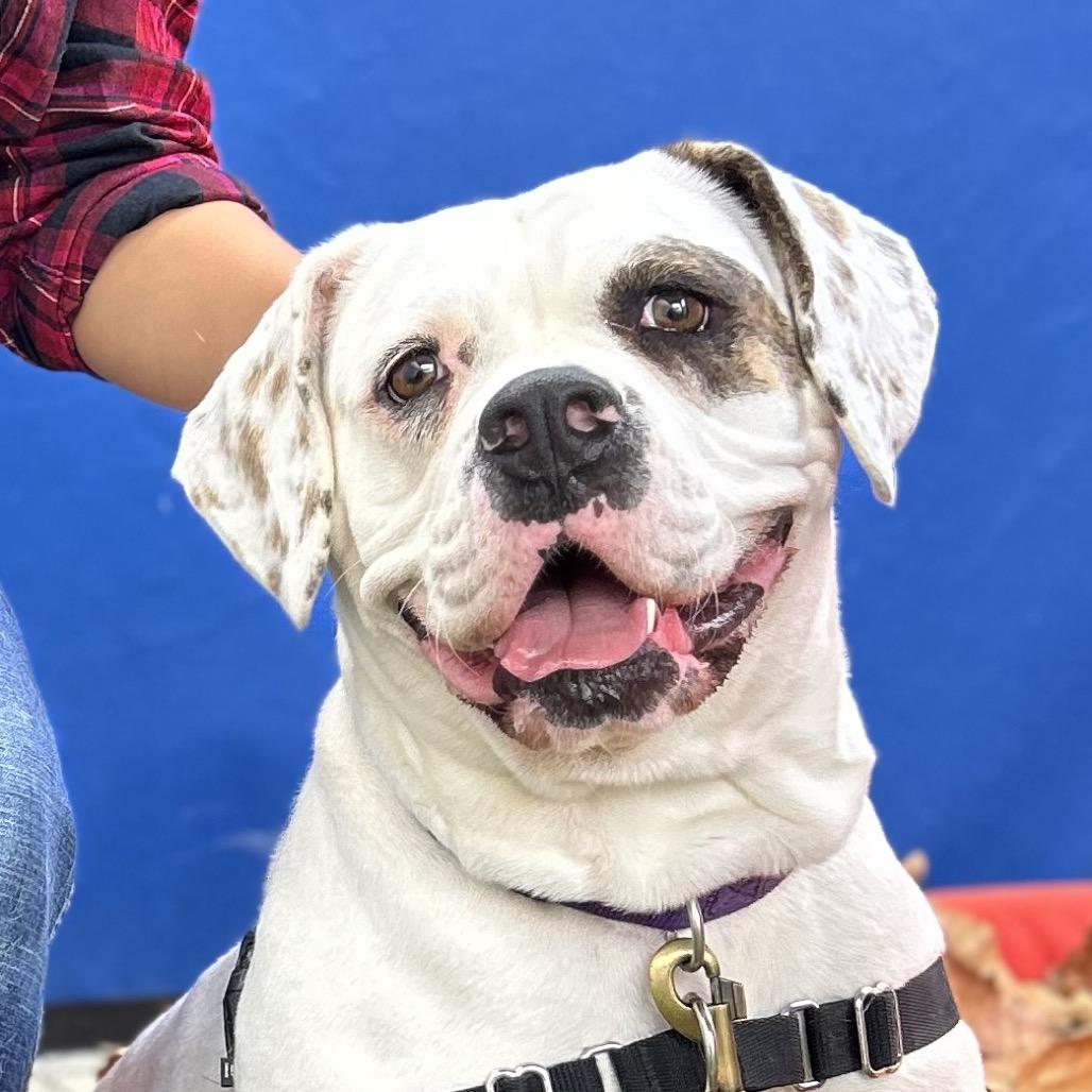 Marianne, Adoptable, Adult Female American Bulldog.