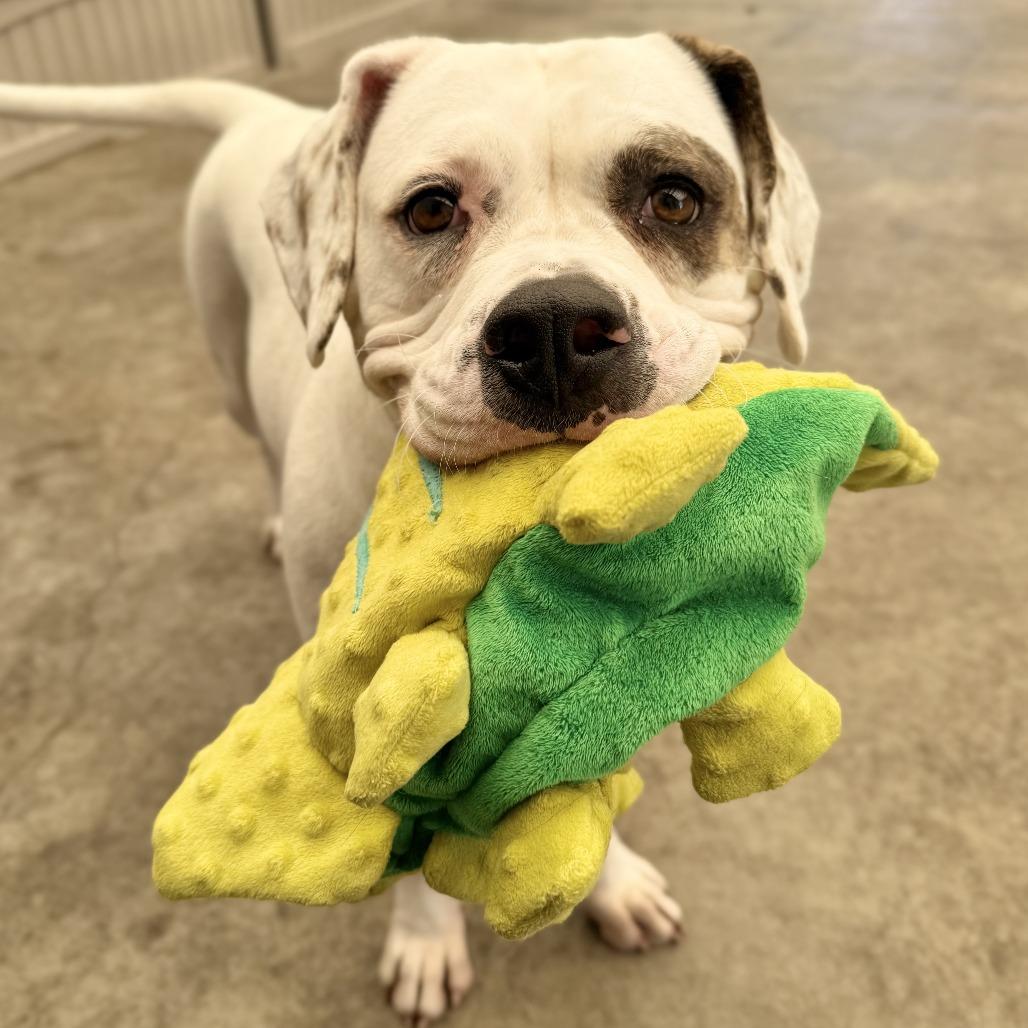 Enlarge Marianne, a Adoptable mixed breed in Long Beach, CA image 3/6