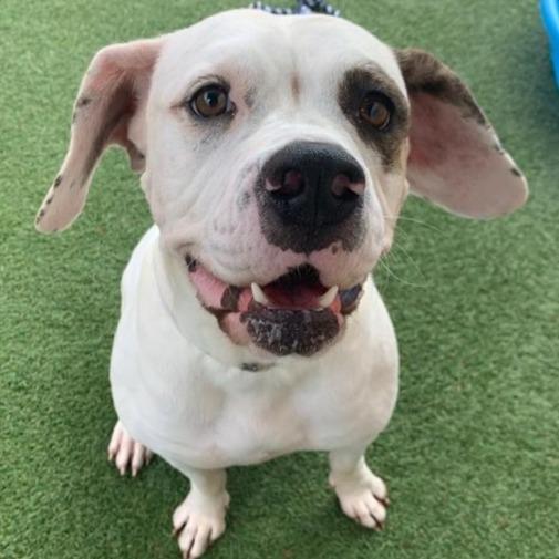 Enlarge Marianne, a Adoptable mixed breed in Long Beach, CA image 4/6