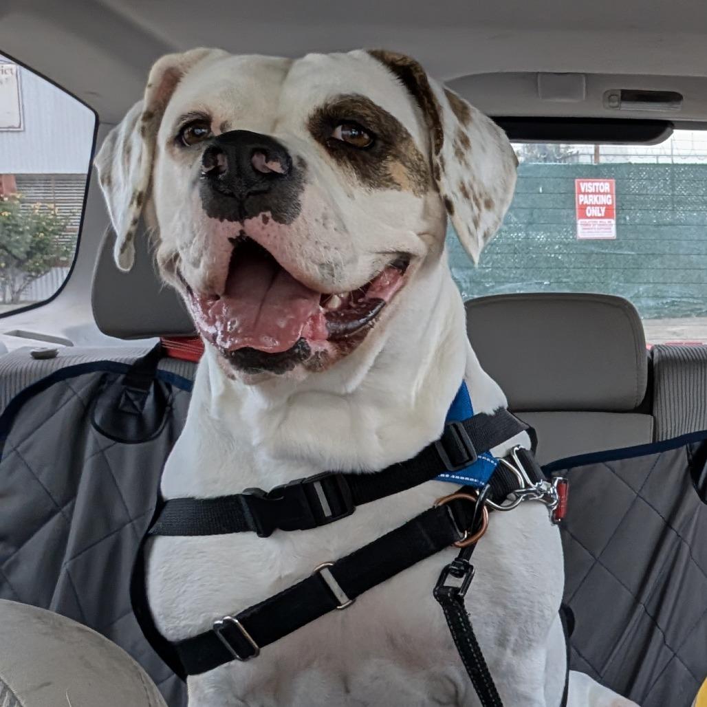 Enlarge Marianne, a Adoptable mixed breed in Long Beach, CA image 6/6