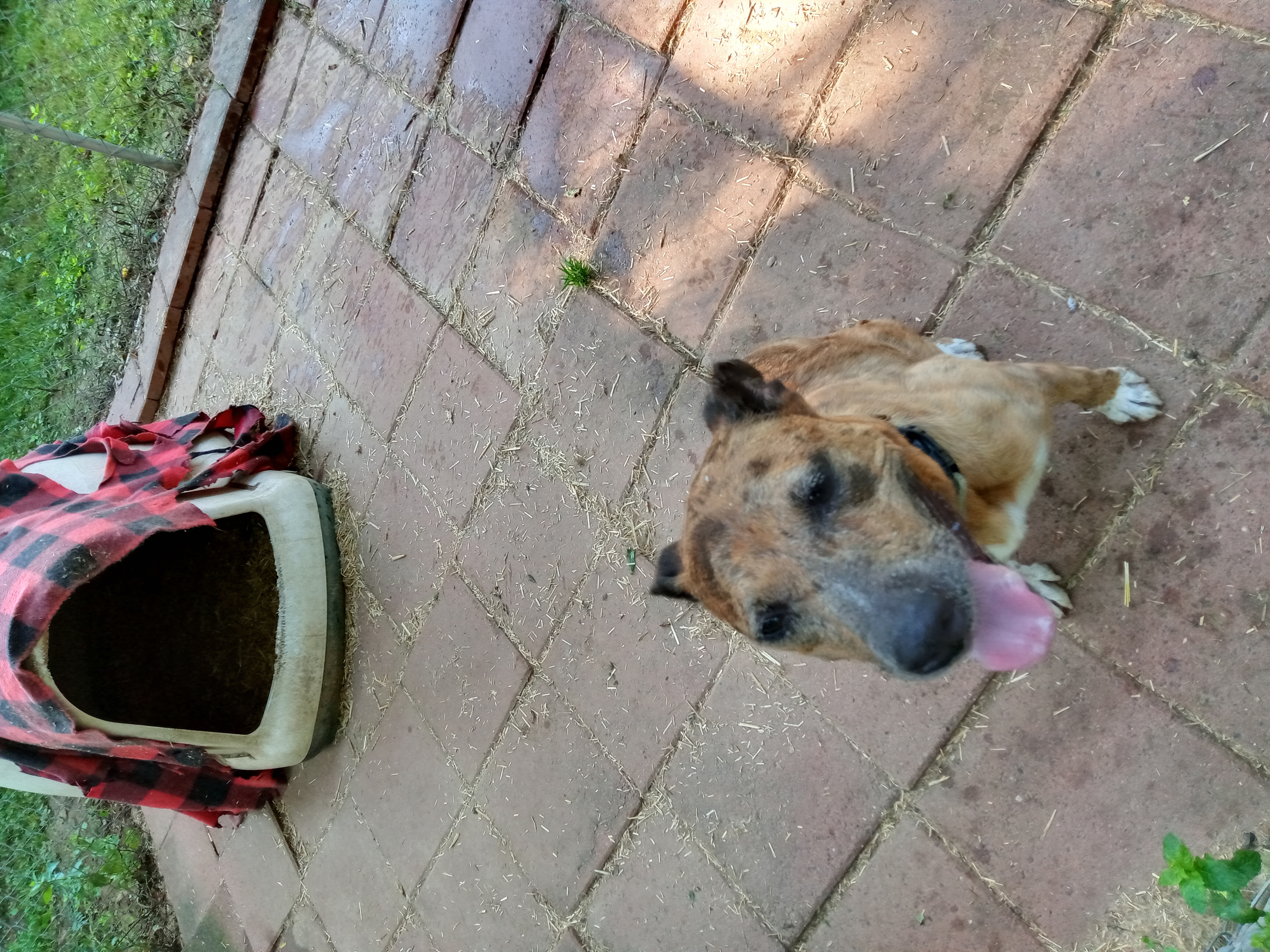 Ginger, Adoptable, Adult Female Catahoula Leopard Dog & Australian Cattle Dog / Blue Heeler.