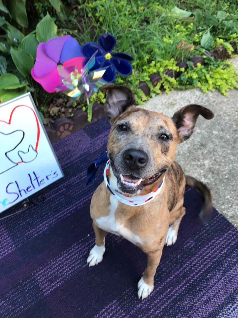 Ginger, a Adoptable mixed breed in Memphis, TN image 2/12