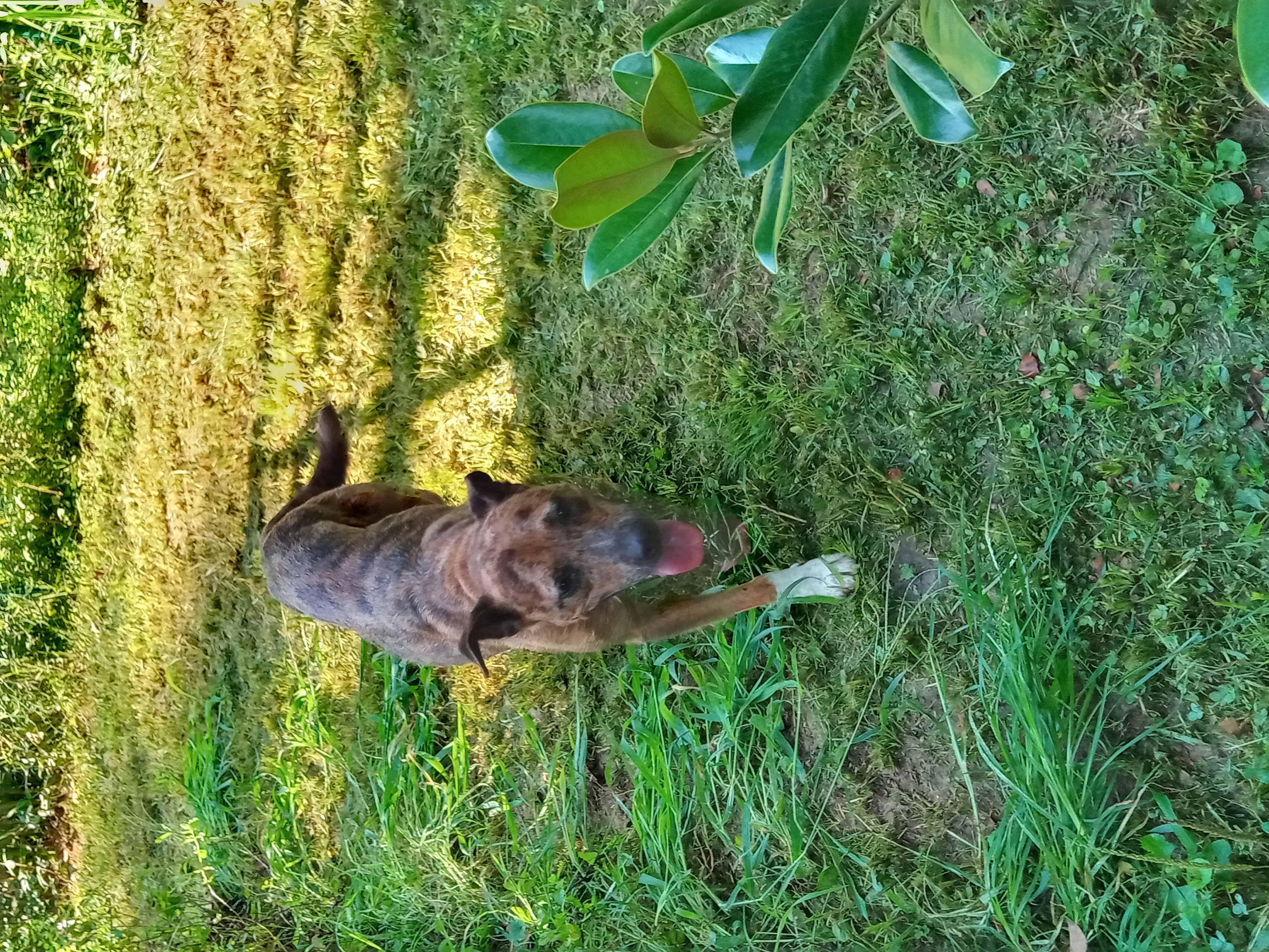 Ginger, a Adoptable mixed breed in Memphis, TN image 3/12