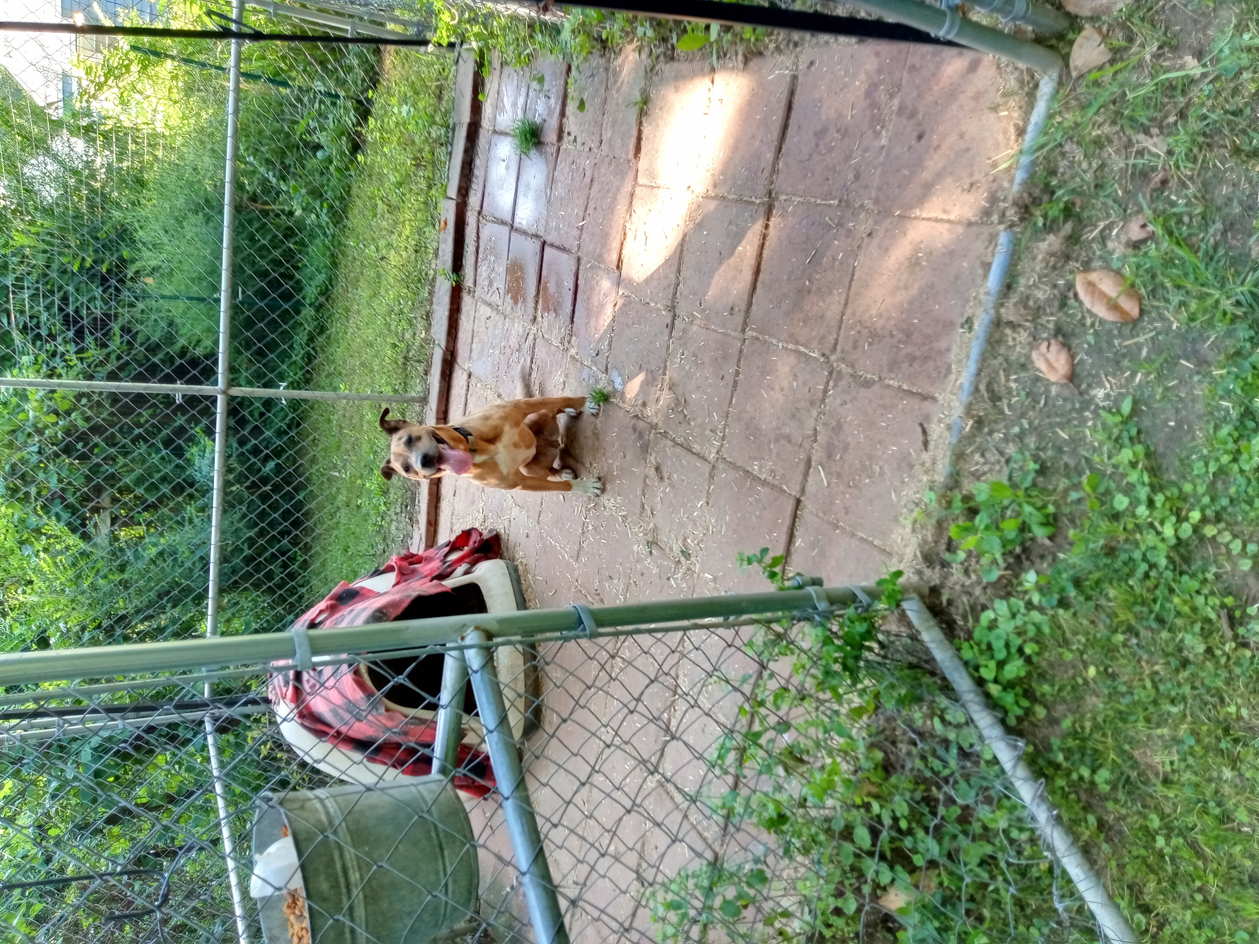 Ginger, a Adoptable mixed breed in Memphis, TN image 4/12