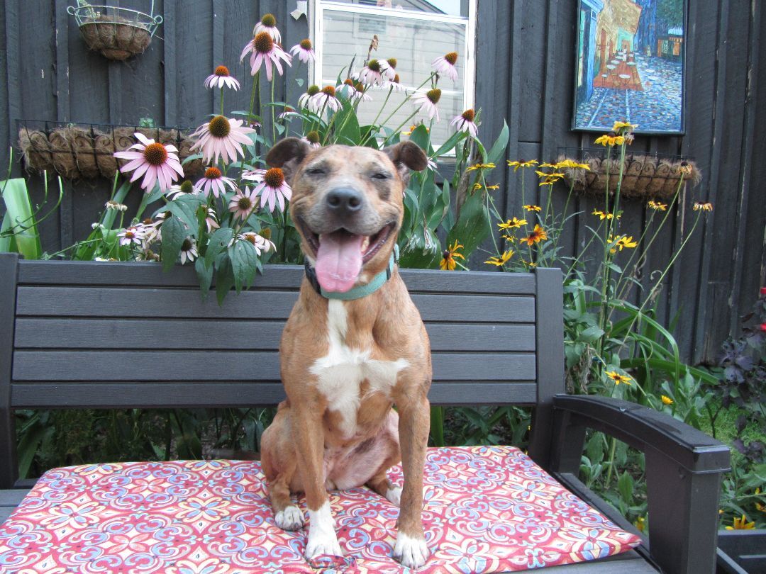 Ginger, Adoptable, Adult Female Catahoula Leopard Dog & Australian Cattle Dog / Blue Heeler.