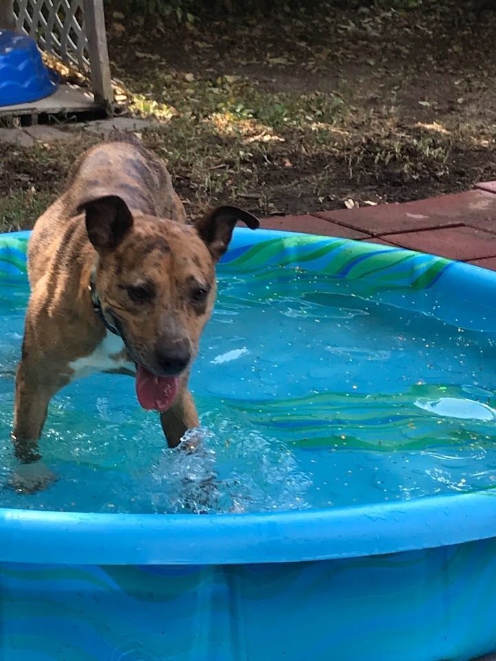 Ginger, a Adoptable mixed breed in Memphis, TN image 6/12