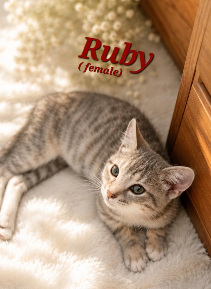 Enlarge Ruby, a Adoptable mixed breed in Hobart  , IN image 1/1