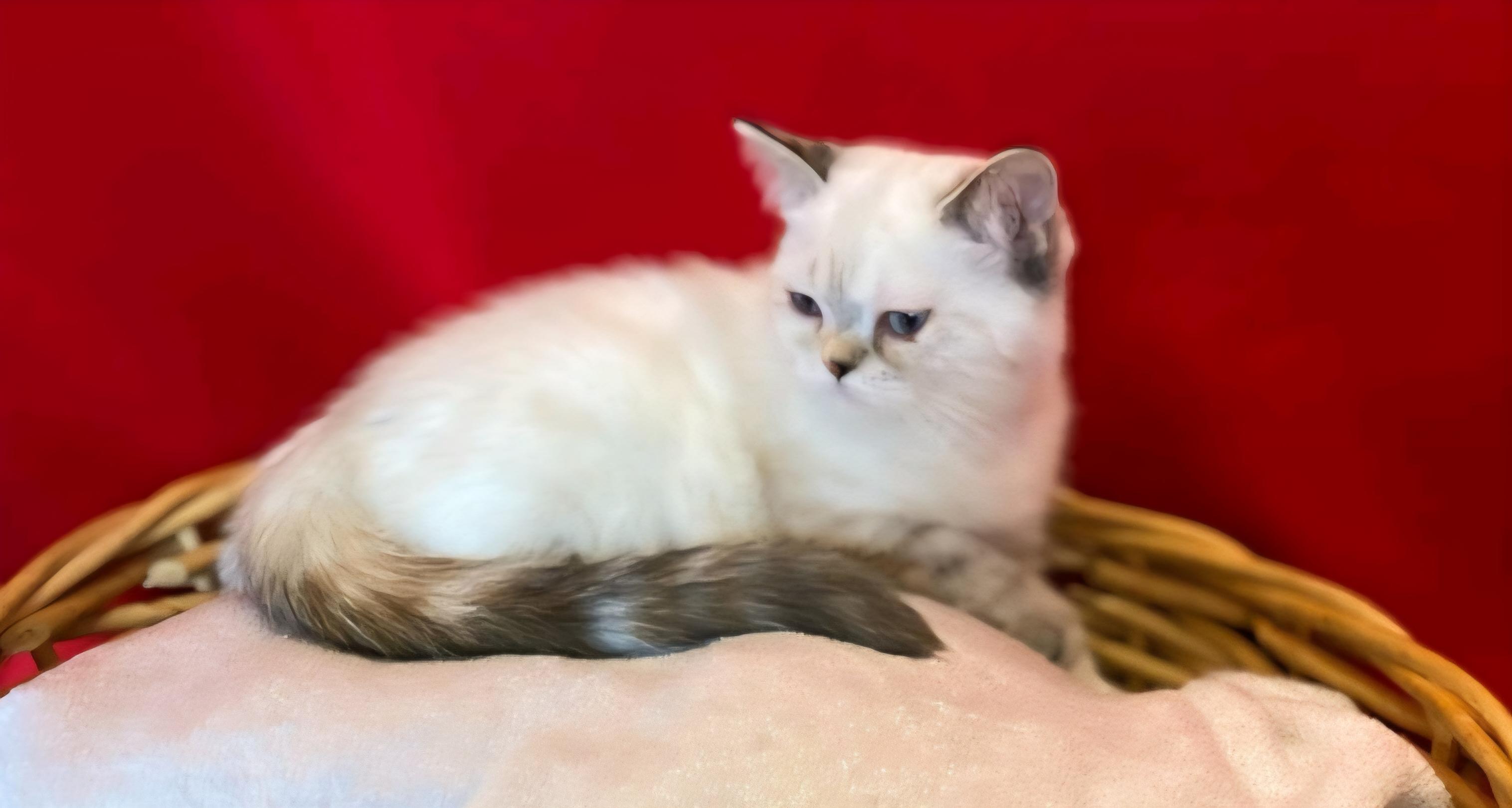 Saturn, adopted, Kitten Female Munchkin.