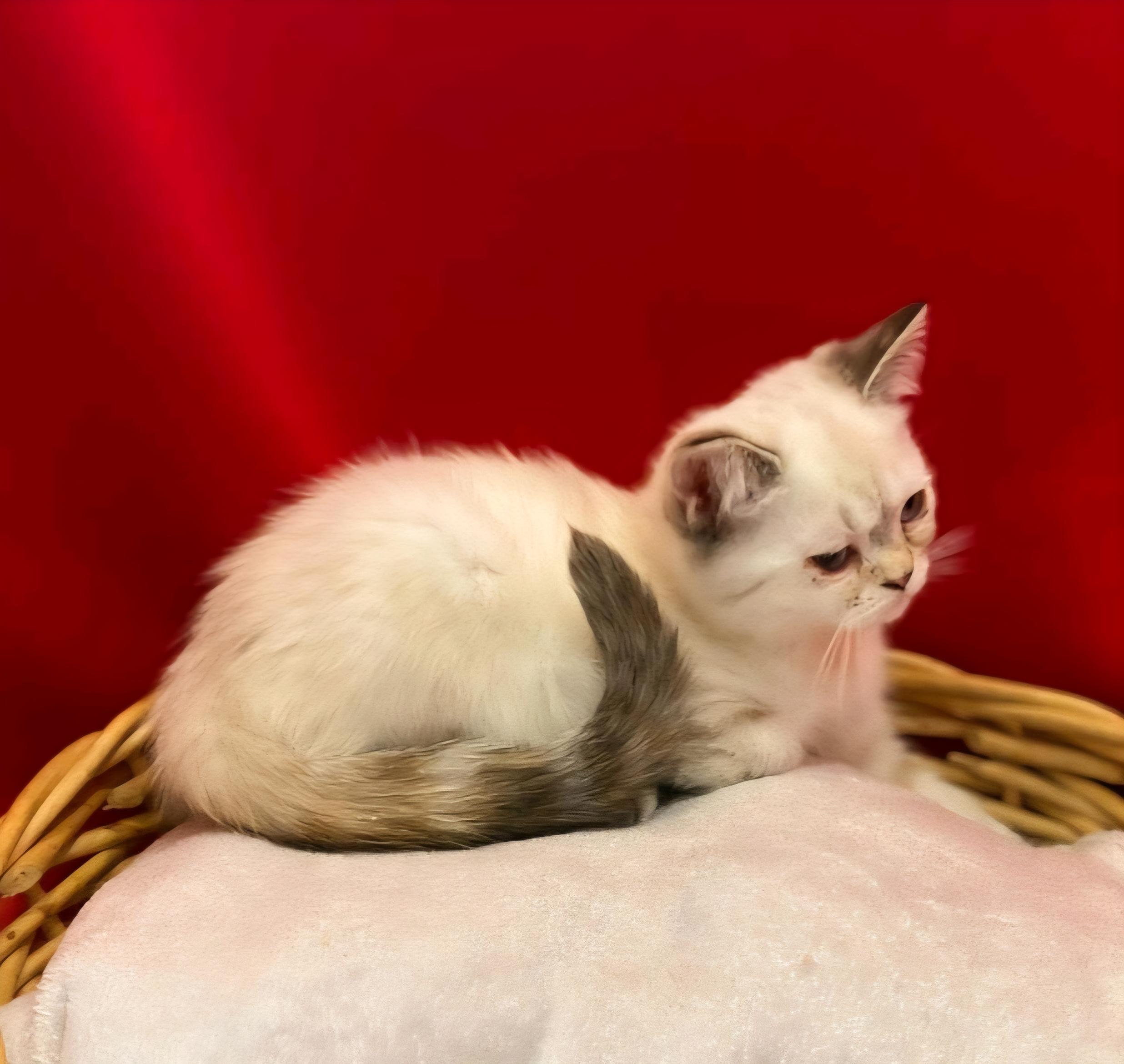 Enlarge Saturn, an adopted Munchkin in Cincinnati, OH image 2/2