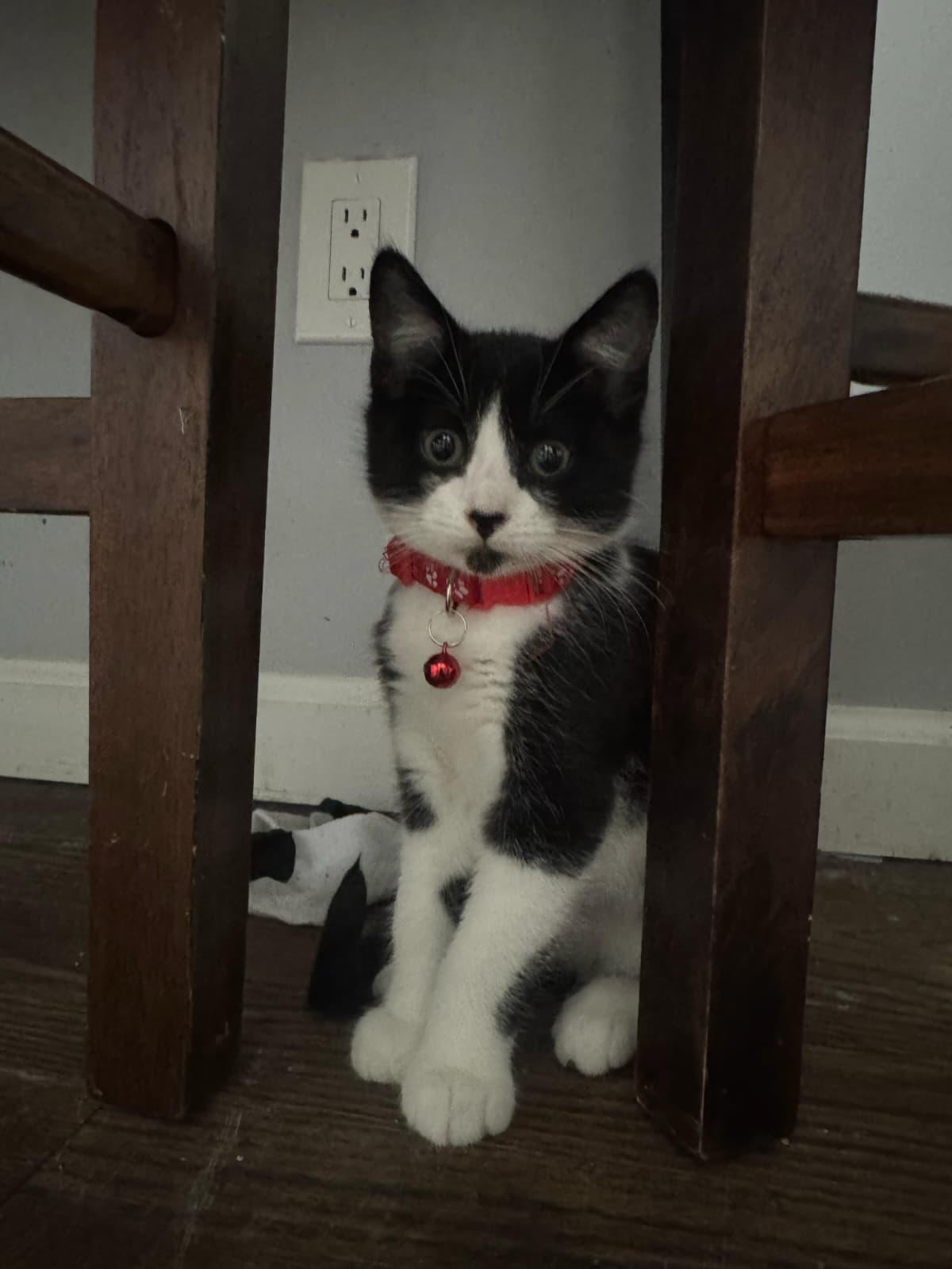 Tony & Max-Playful Polydactyl Tuxedo Brothers