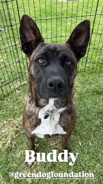 Buddy, Adoptable, Adult Male American Bulldog & German Shepherd Dog.