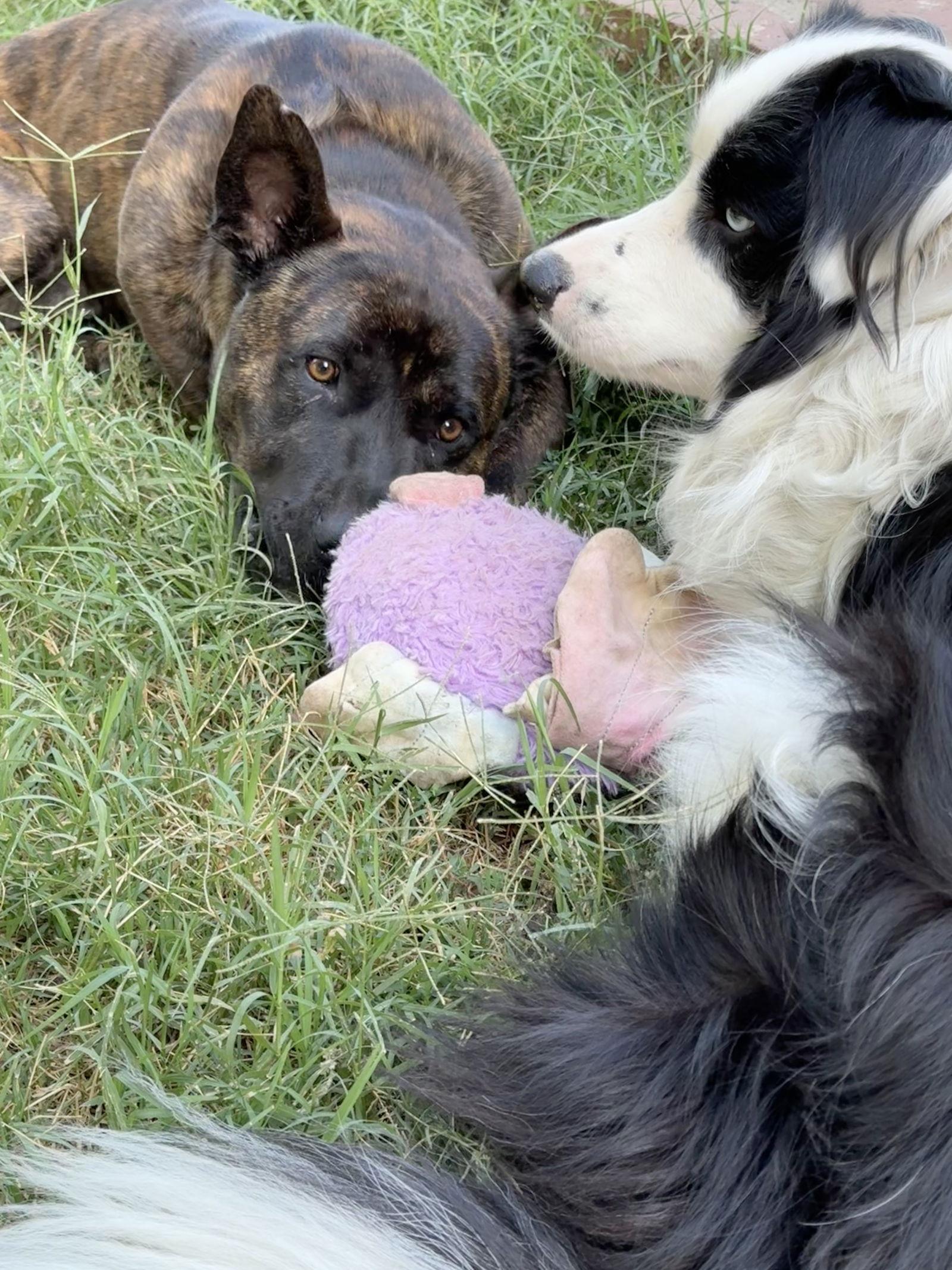 Enlarge Buddy, a Adoptable mixed breed in Capistrano Beach, CA image 2/3