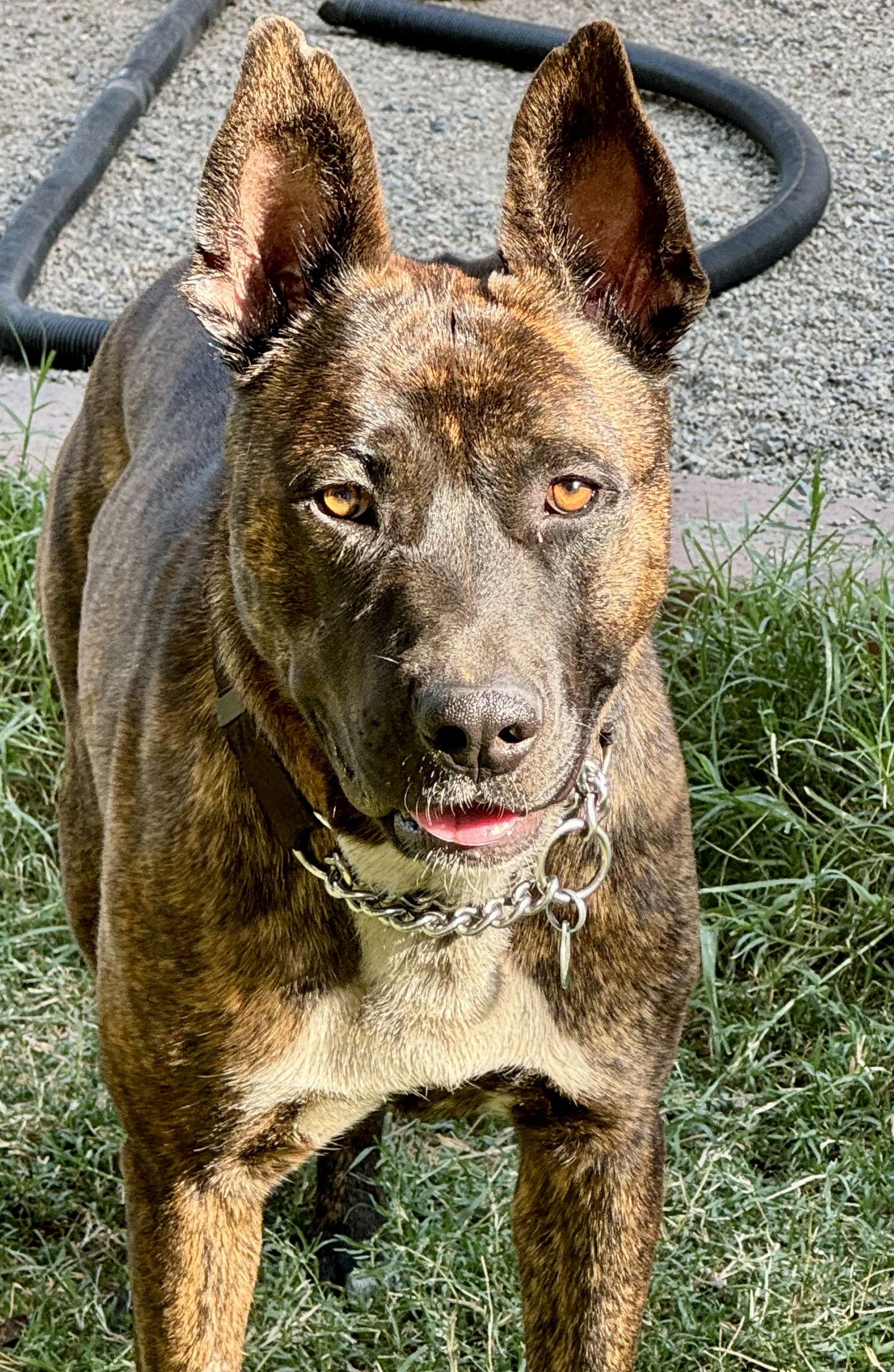 Enlarge Buddy, a Adoptable mixed breed in Capistrano Beach, CA image 3/3
