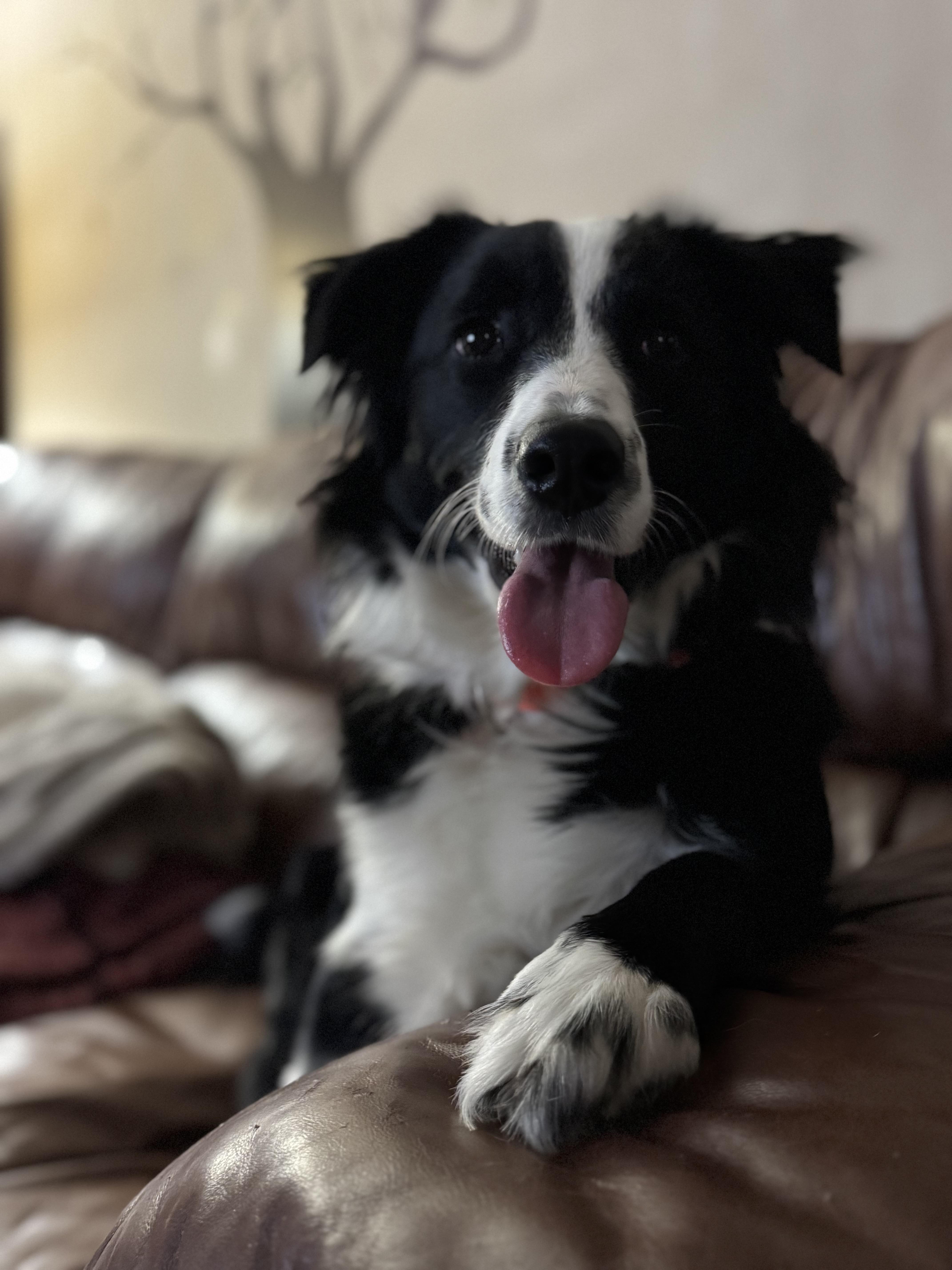Enlarge Luna, an adopted Border Collie in Collingswood, NJ image 4/6