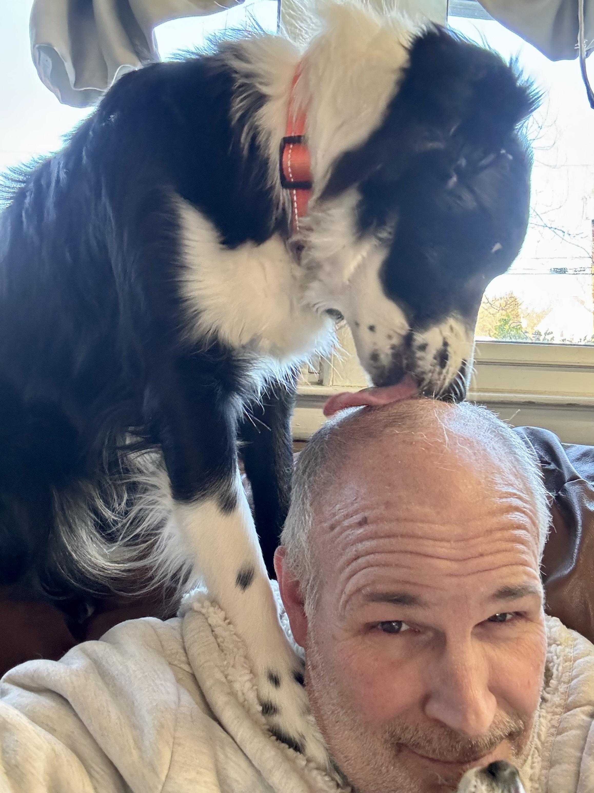 Enlarge Luna, an adopted Border Collie in Collingswood, NJ image 5/6