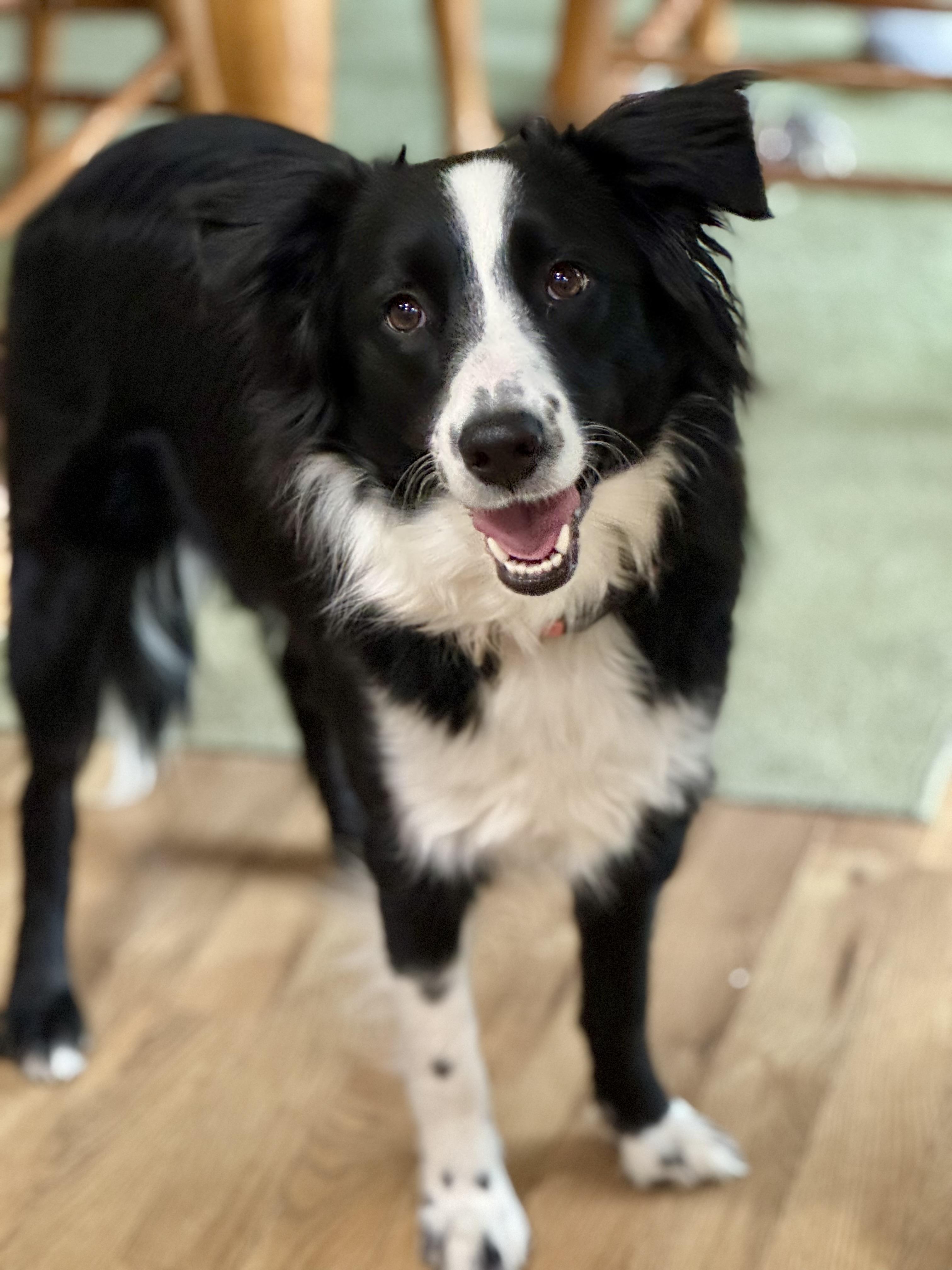 Luna, adopted, Young Female Border Collie.