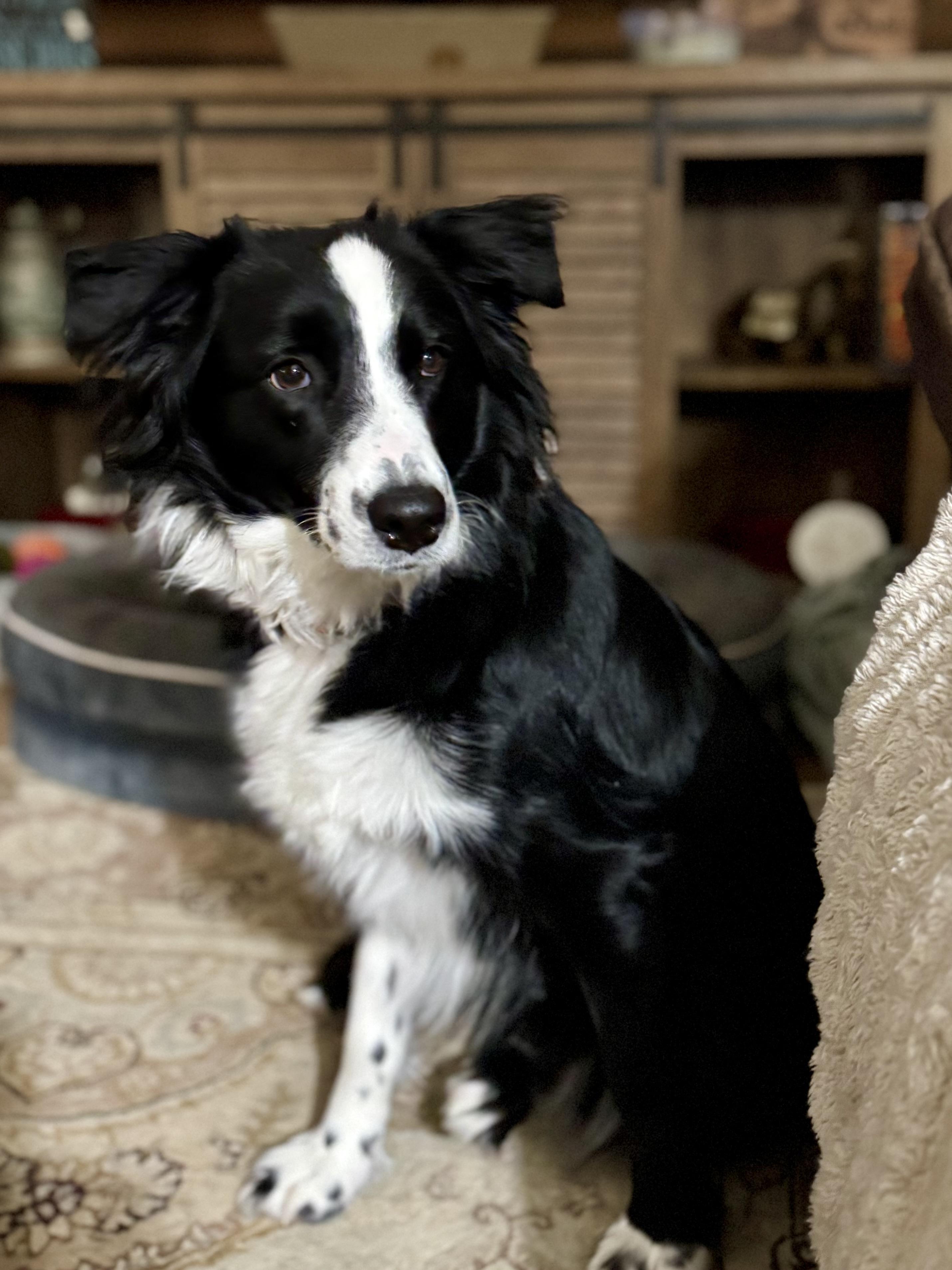 Enlarge Luna, an adopted Border Collie in Collingswood, NJ image 3/6
