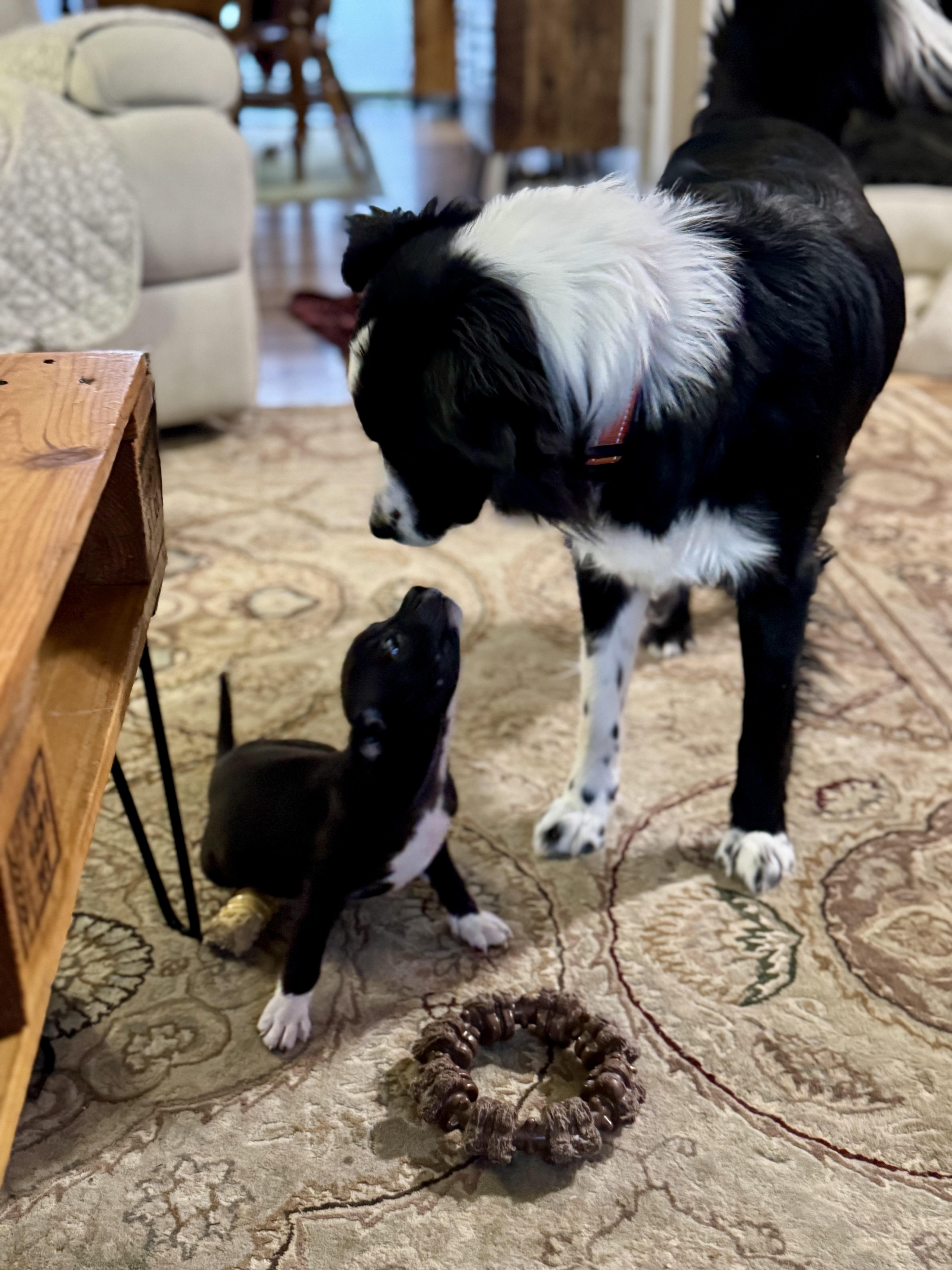 Enlarge Luna, an adopted Border Collie in Collingswood, NJ image 6/6