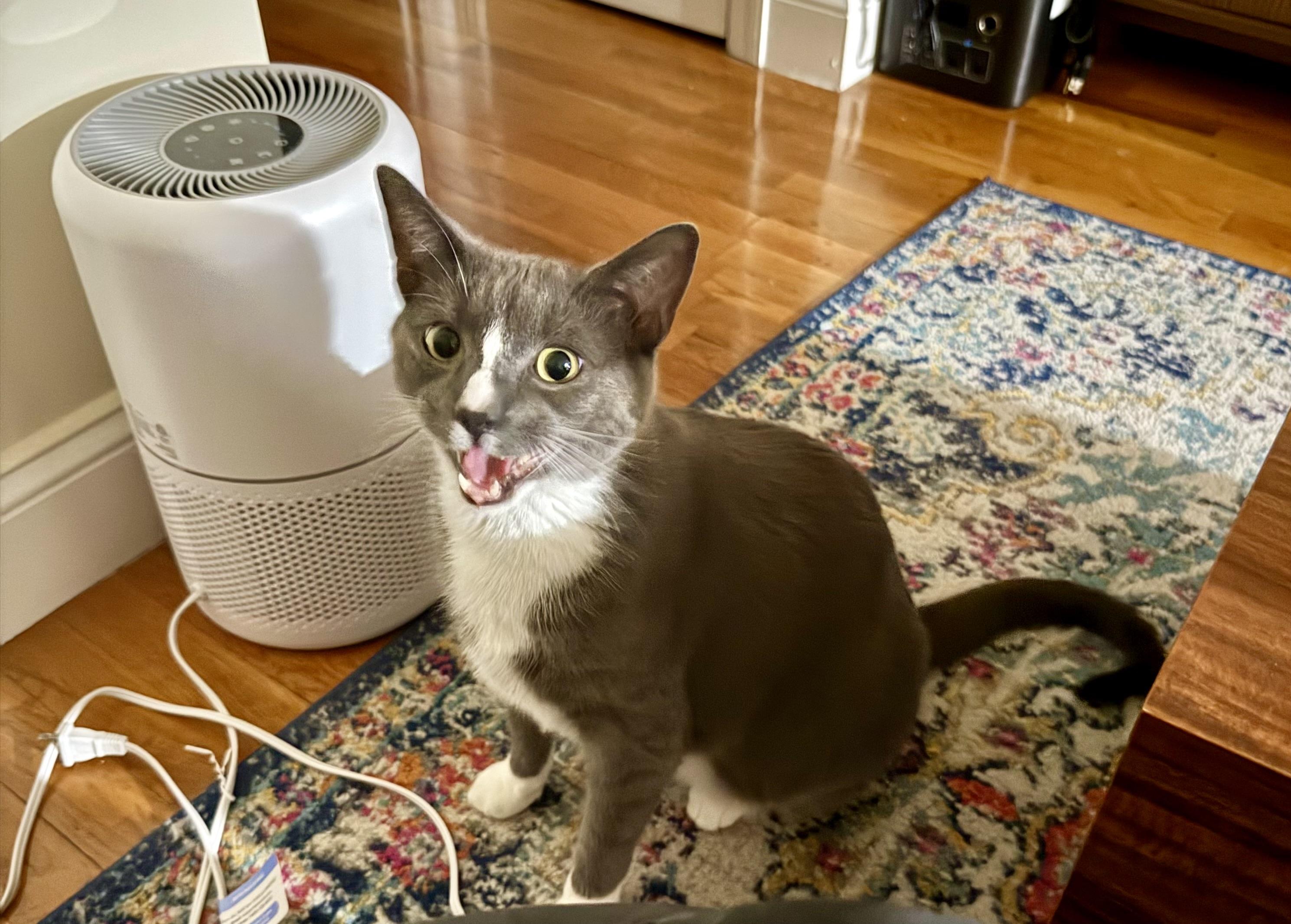 Rocco, Adoptable, Adult Male Domestic Short Hair.