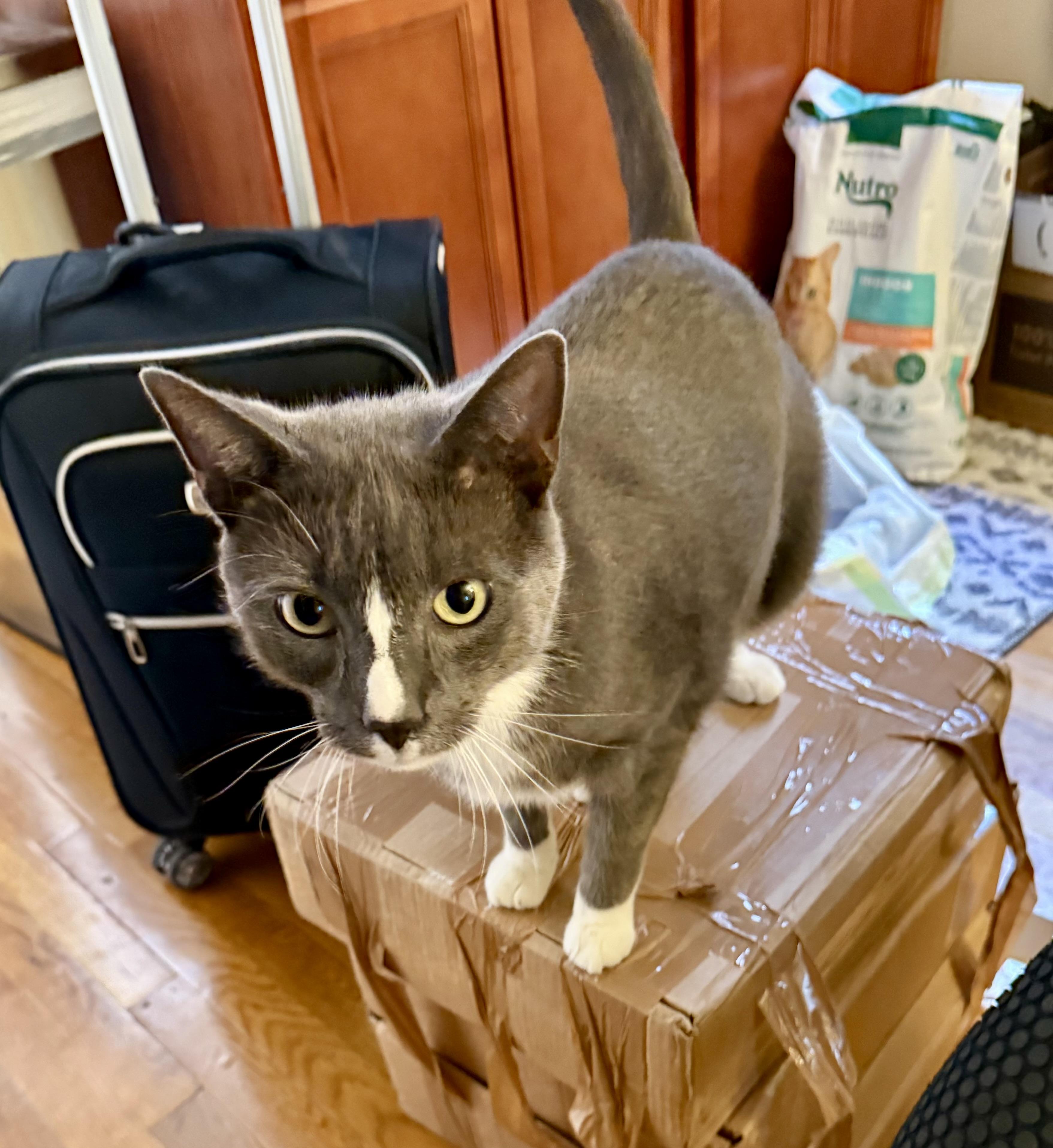 Rocco, a Adoptable Domestic Short Hair in Staten Island, NY image 3/5