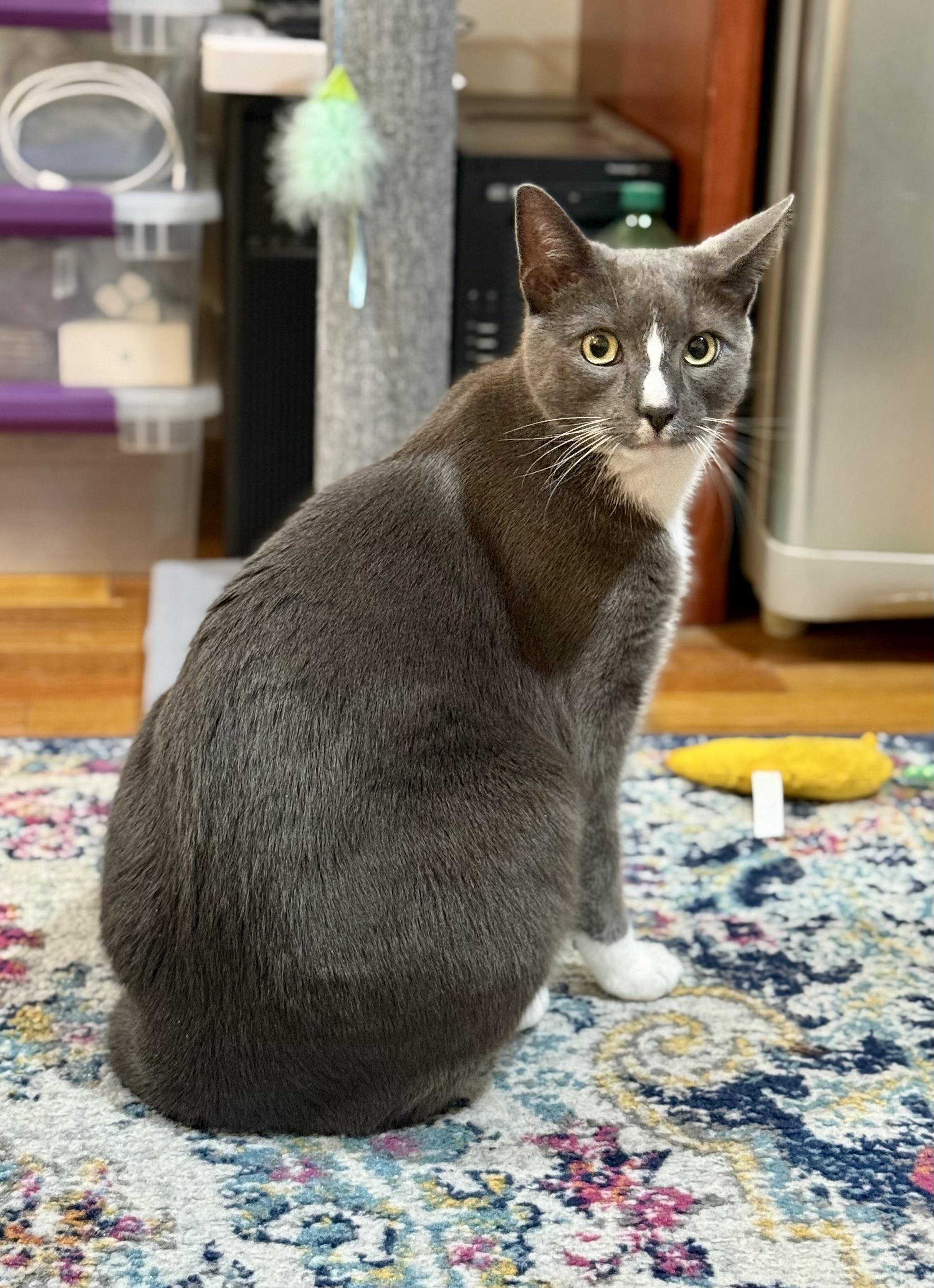 Rocco, a Adoptable Domestic Short Hair in Staten Island, NY image 5/5