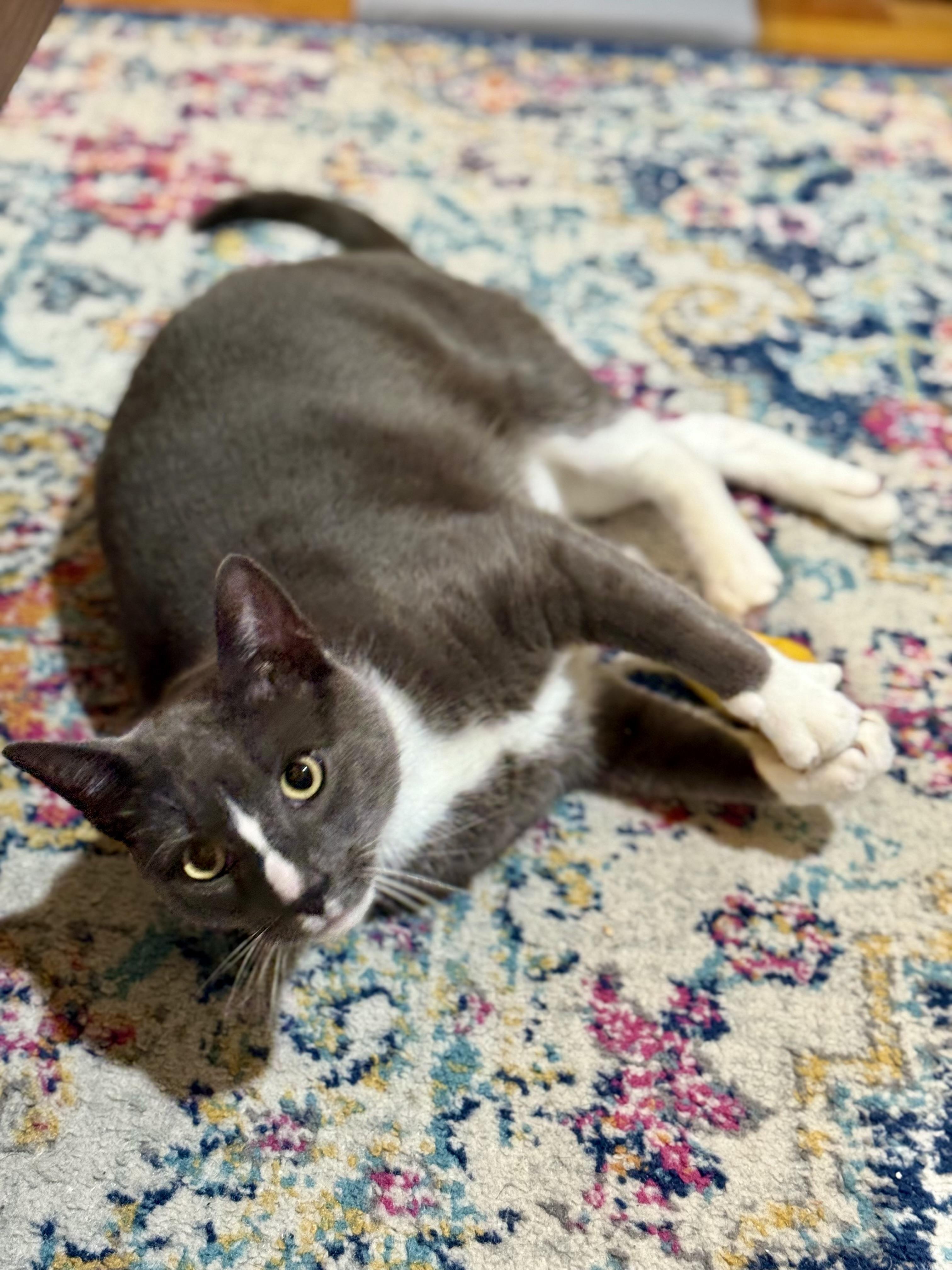 Rocco, a Adoptable Domestic Short Hair in Staten Island, NY image 4/5
