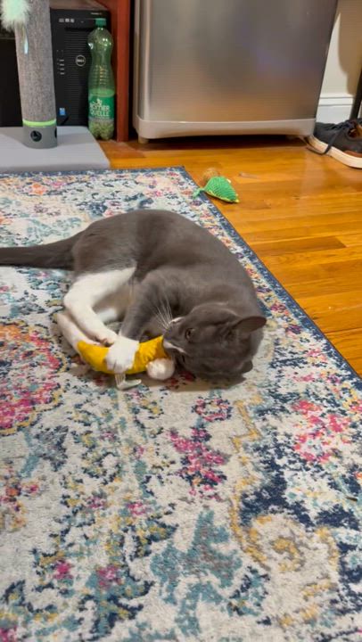 Enlarge Rocco, a Adoptable Domestic Short Hair in Staten Island, NY video 2/5
