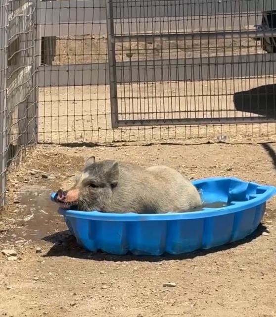 Enlarge Decarte, a Adoptable Pig in Redlands, CA image 1/3