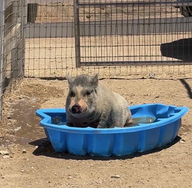 Enlarge Decarte, a Adoptable Pig in Redlands, CA image 2/3