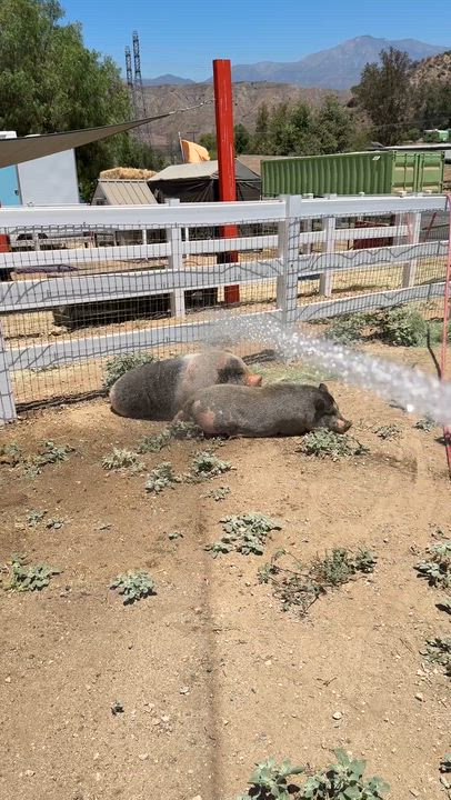 Enlarge Decarte, a Adoptable Pig in Redlands, CA video 3/3